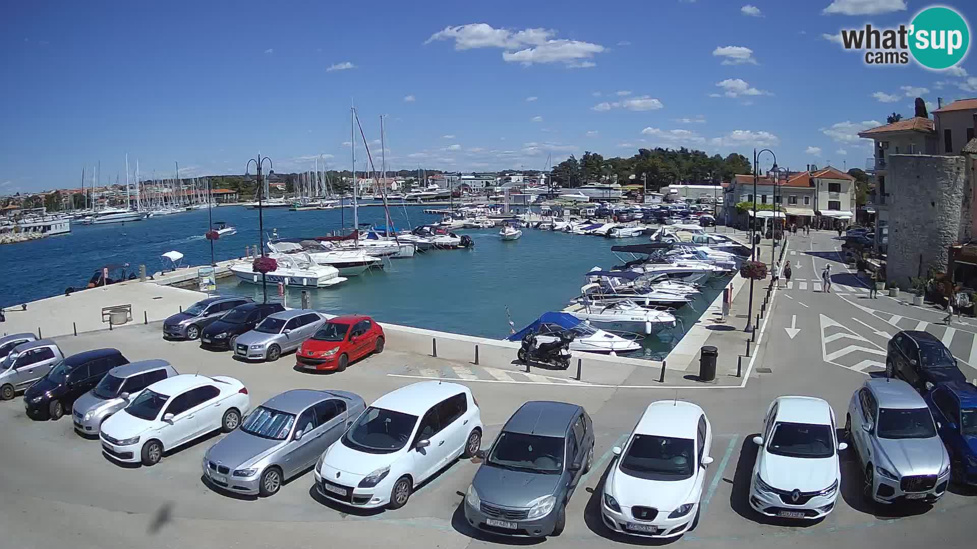 Novigrad | Porporela marina