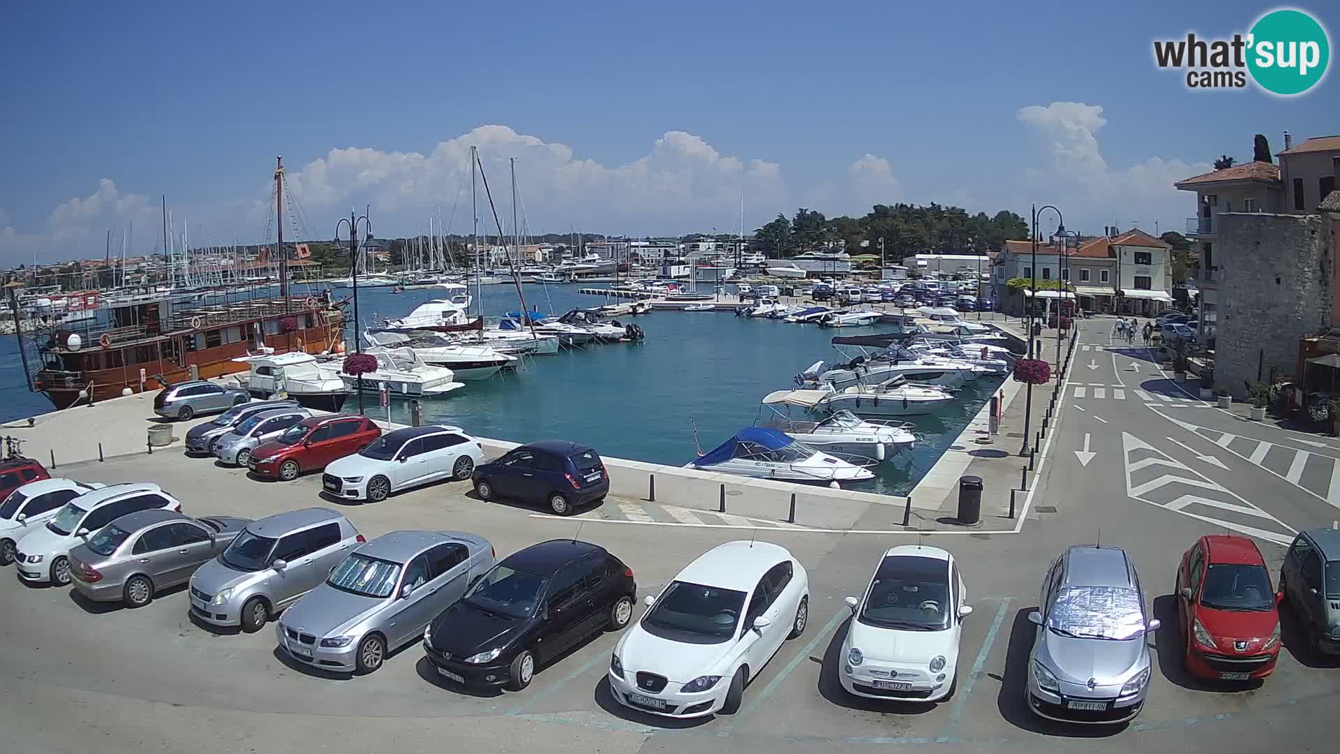 Novigrad | Porporela marina