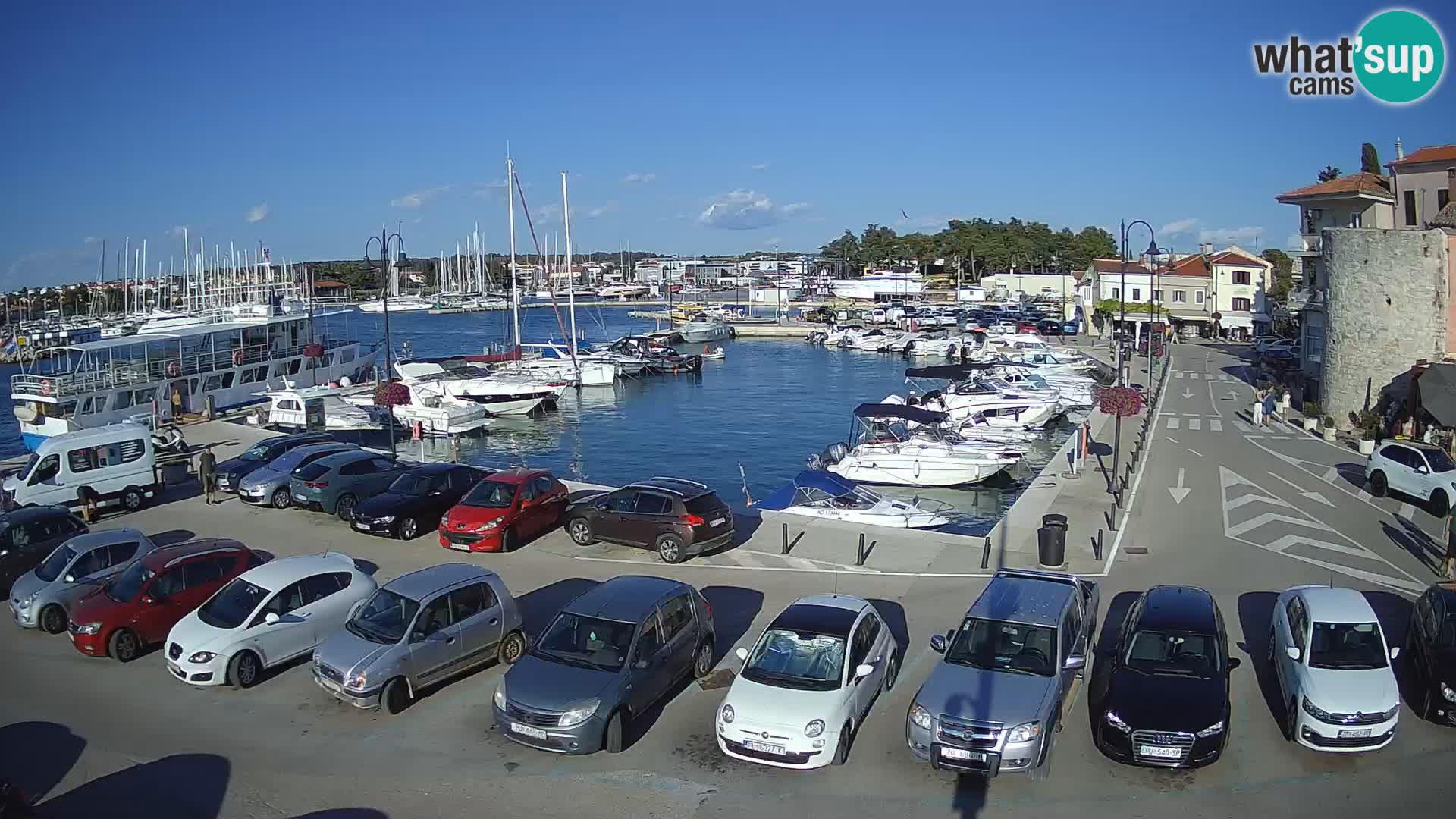 Novigrad | Porporela marina