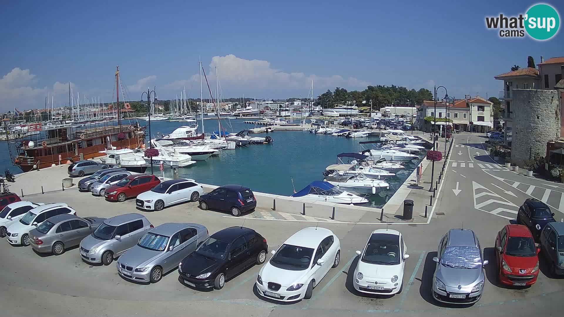 Novigrad | Porporela marina