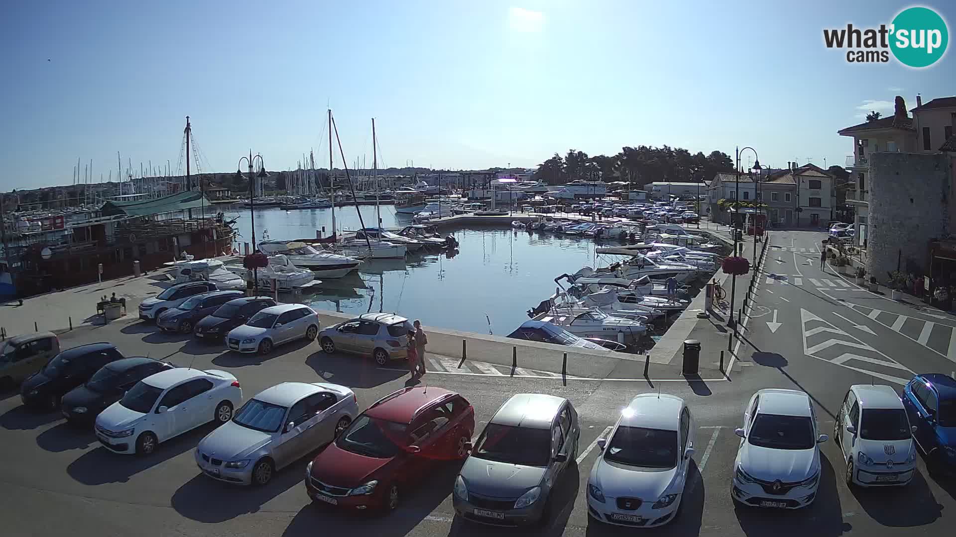 Novigrad | Porporela marina
