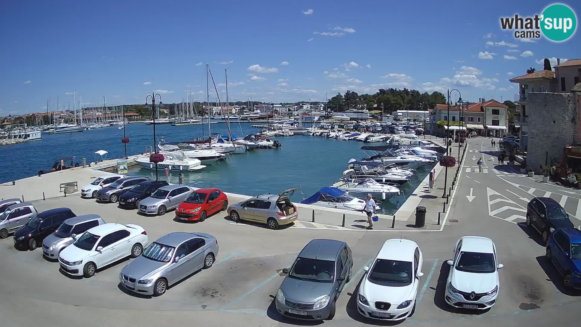 Novigrad | Porporela marina