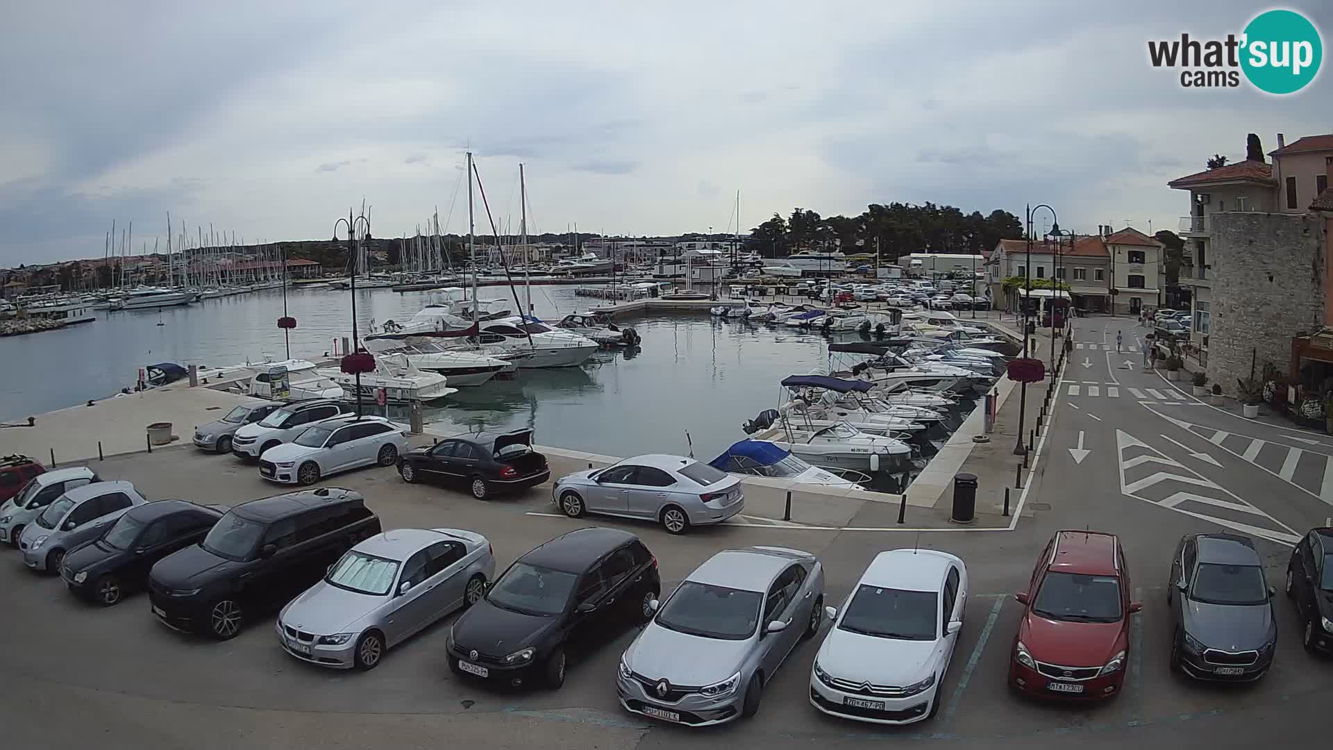 Novigrad | Porporela marina