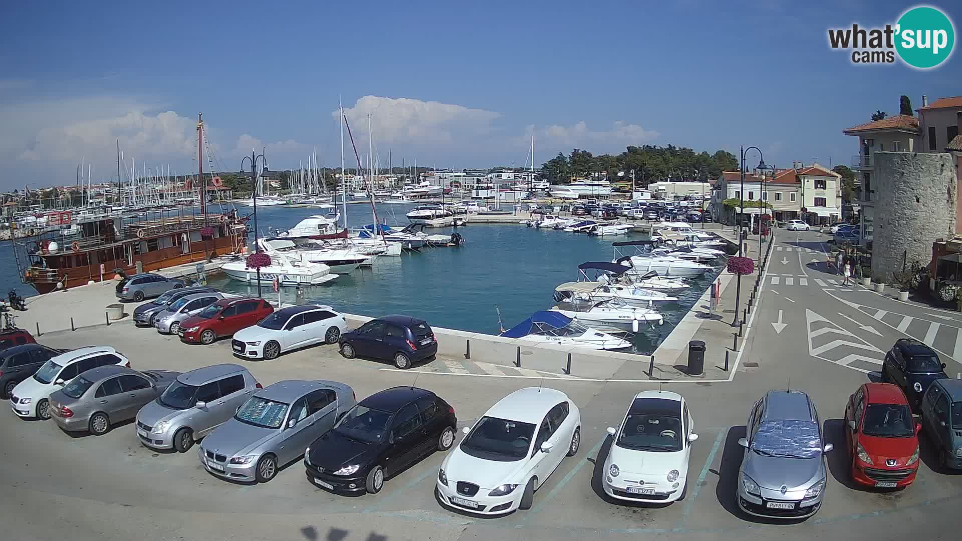 Novigrad | Porporela marina