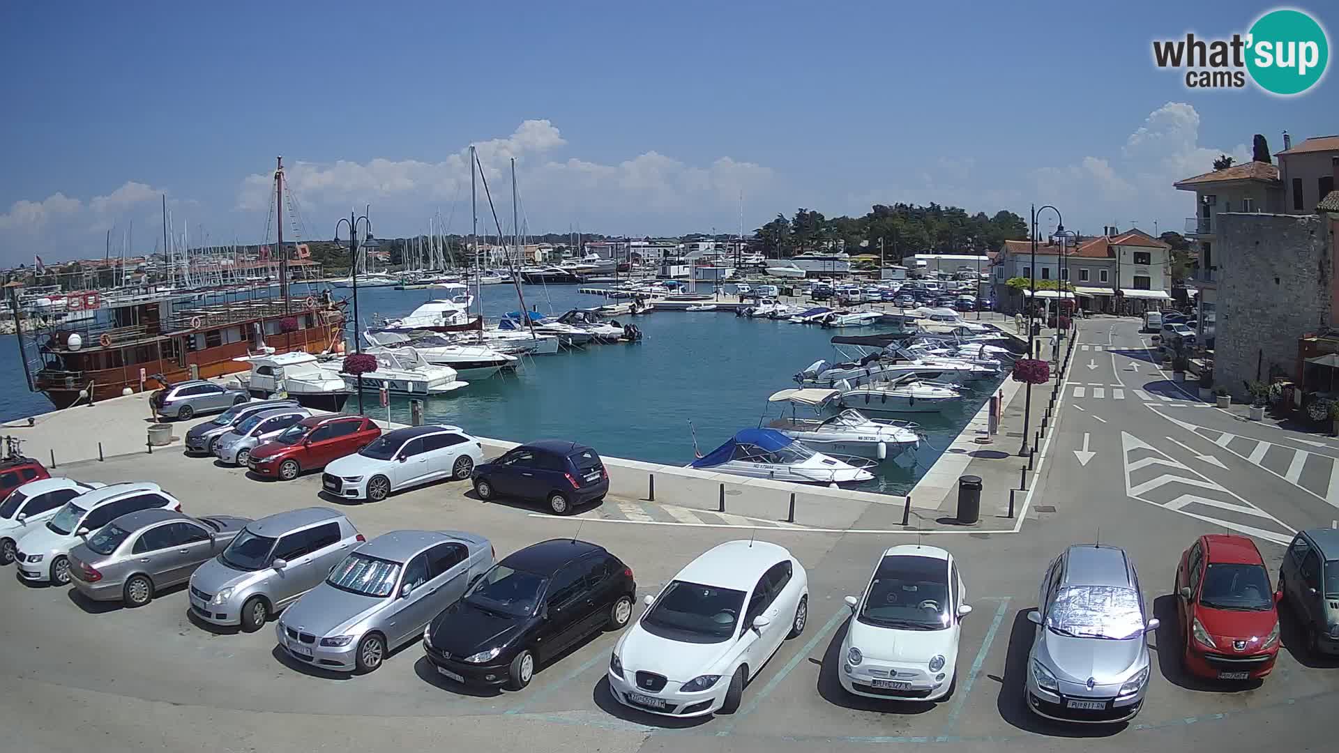 Novigrad | Porporela marina
