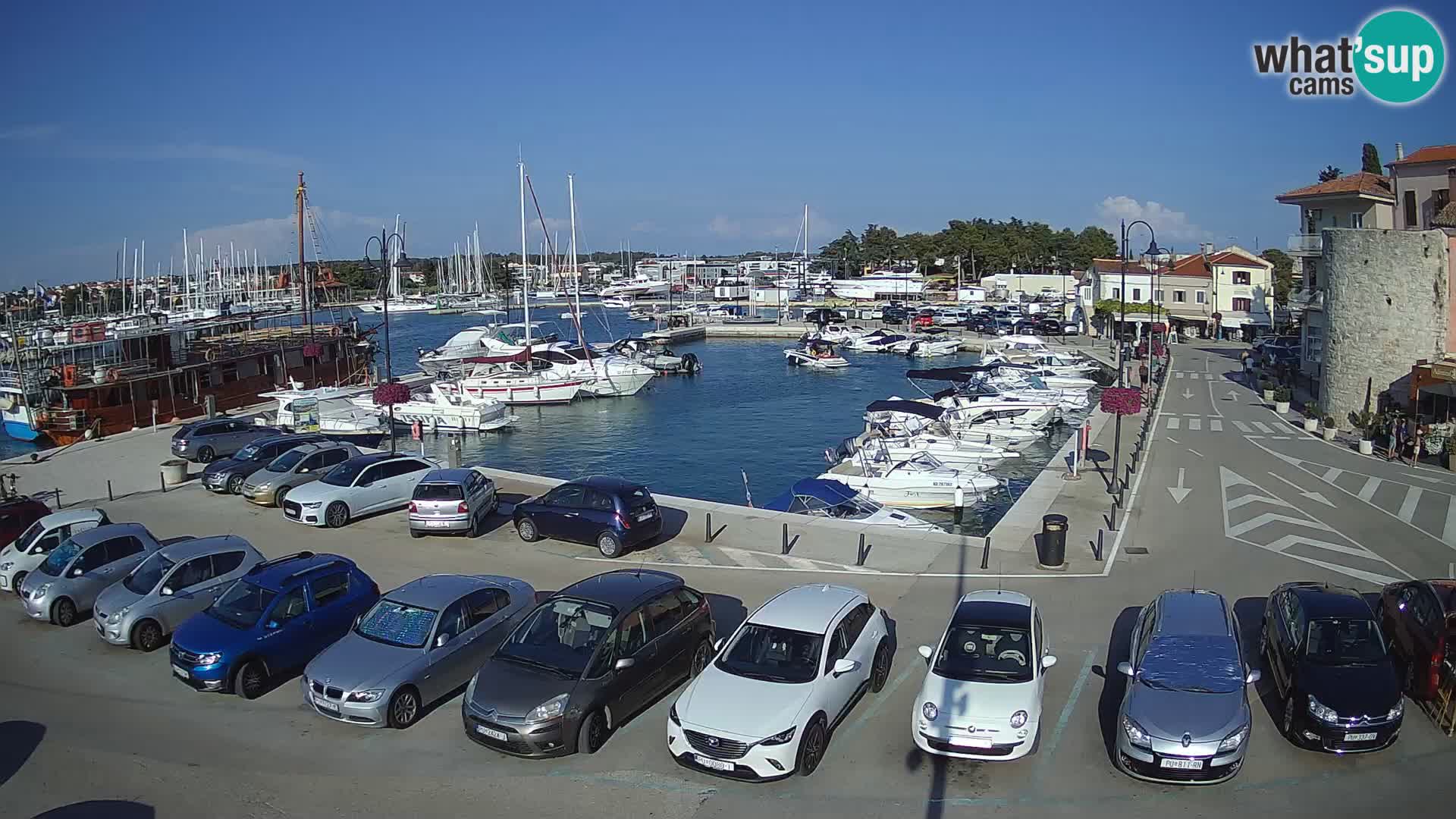 Novigrad | Porporela marina