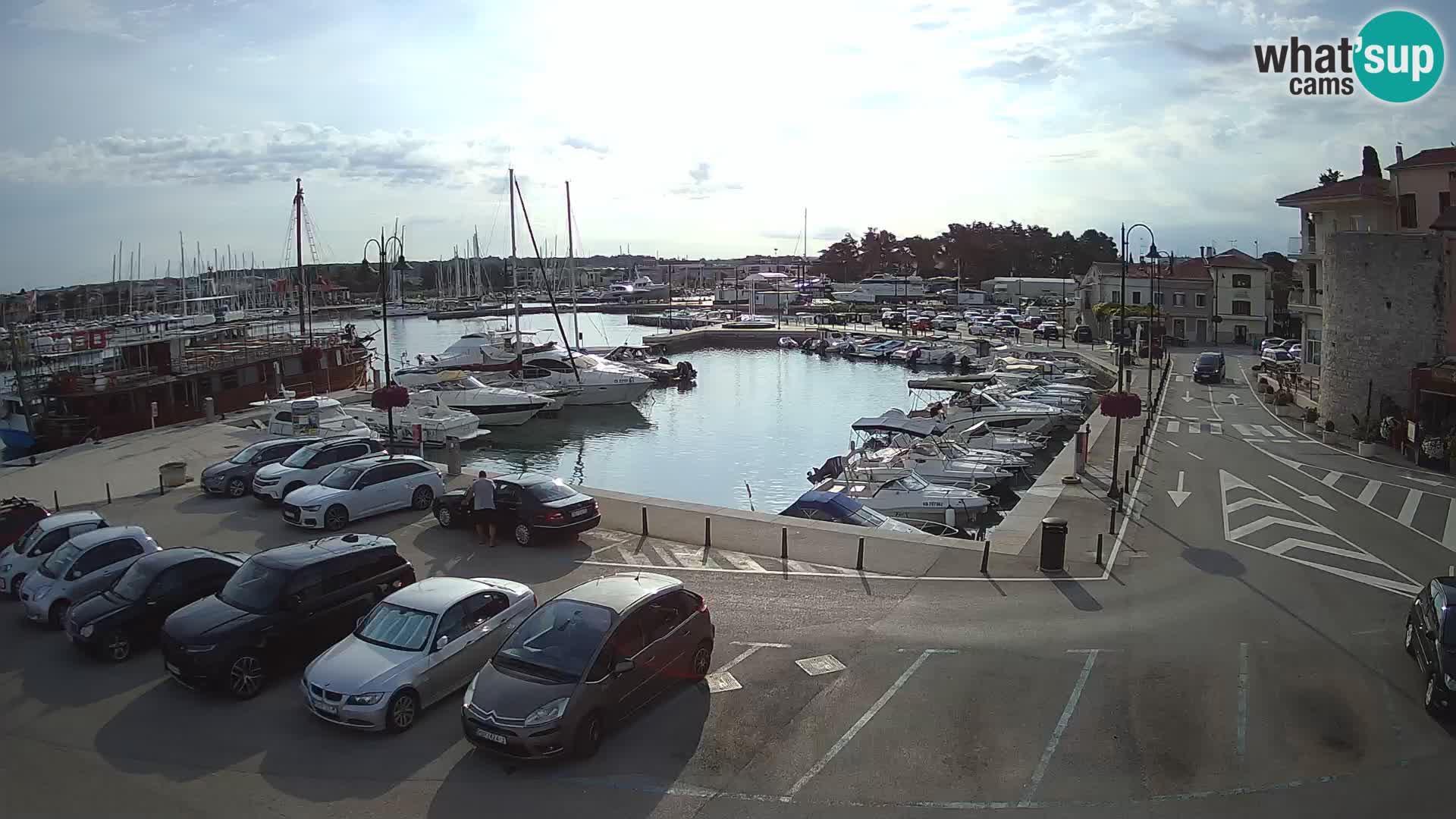 Novigrad | Porporela marina