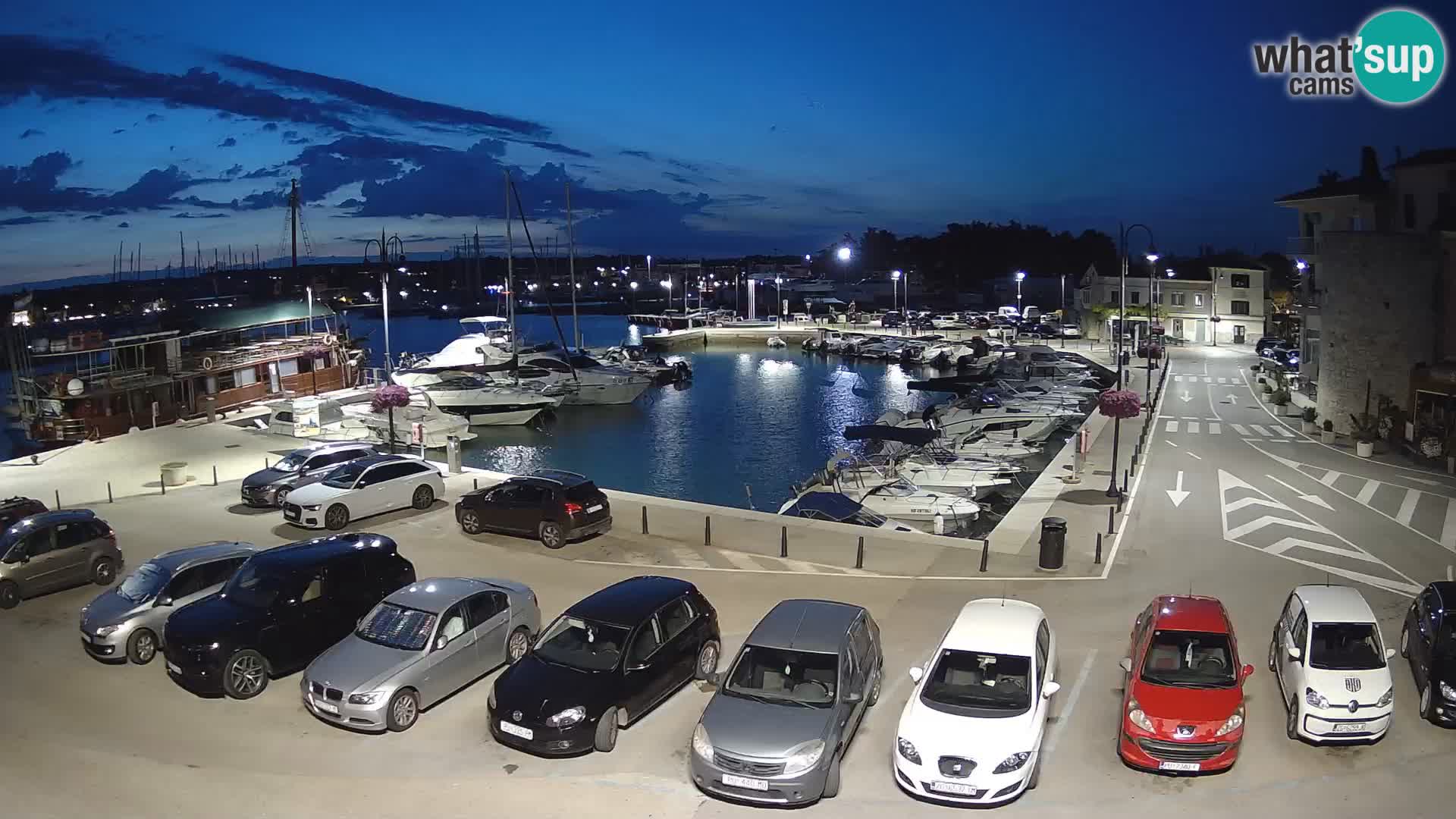 Novigrad | Porporela marina