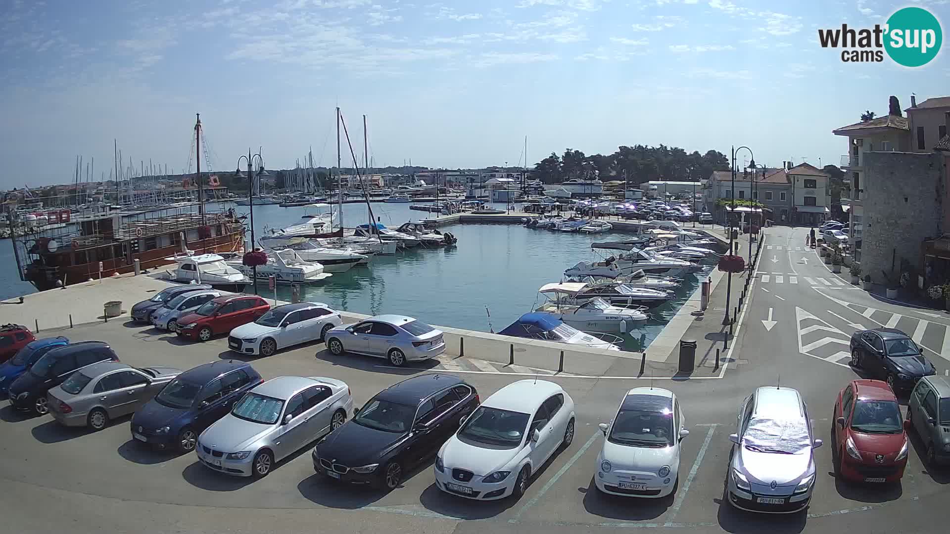 Novigrad | Porporela marina