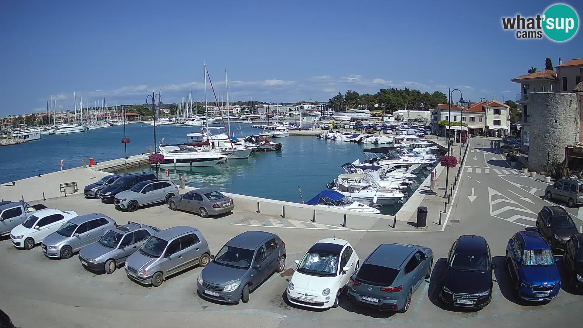 Novigrad | Porporela marina