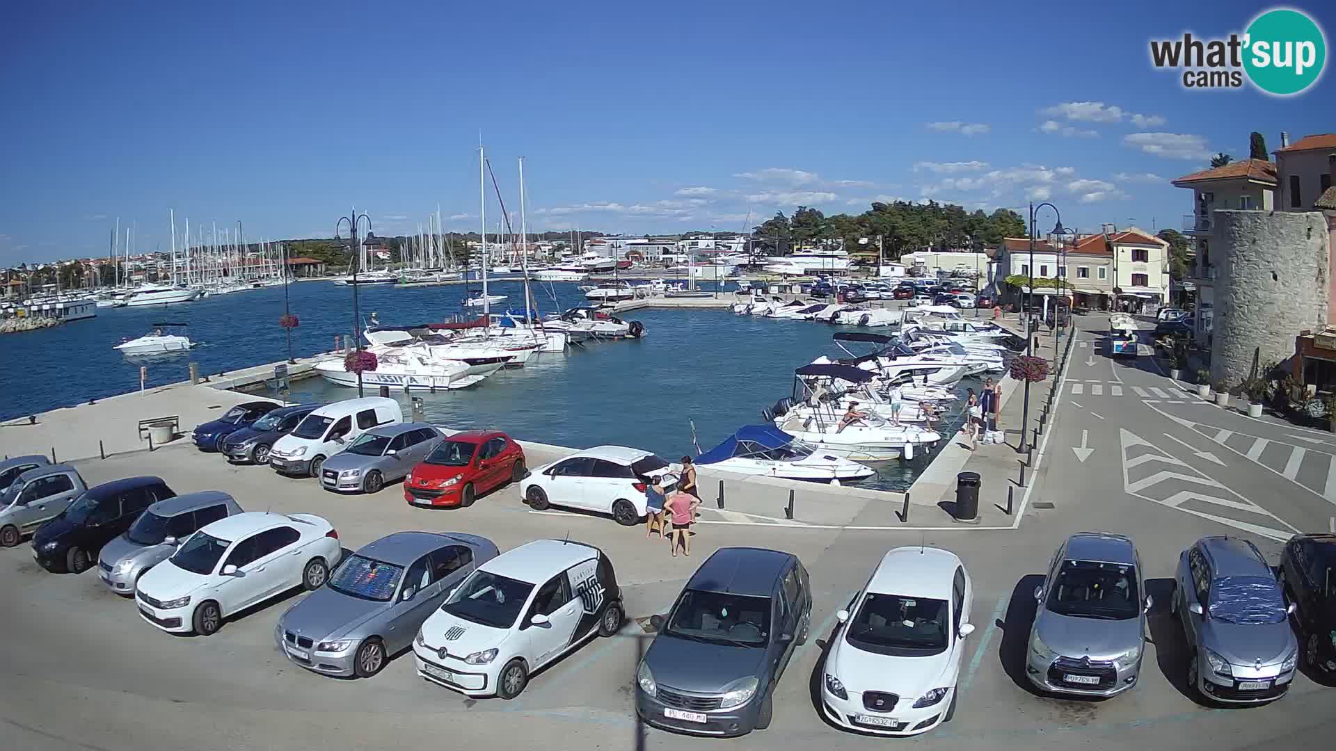 Novigrad | Porporela marina