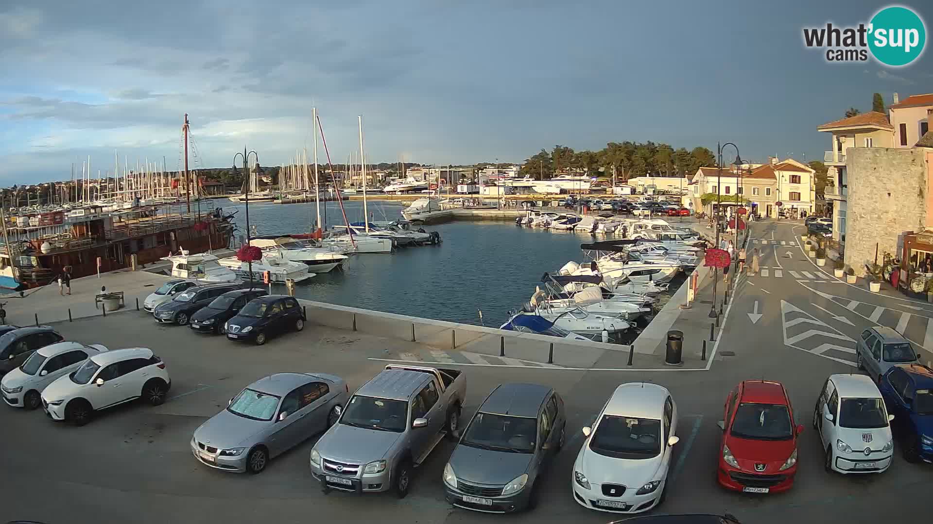 Novigrad | Porporela marina