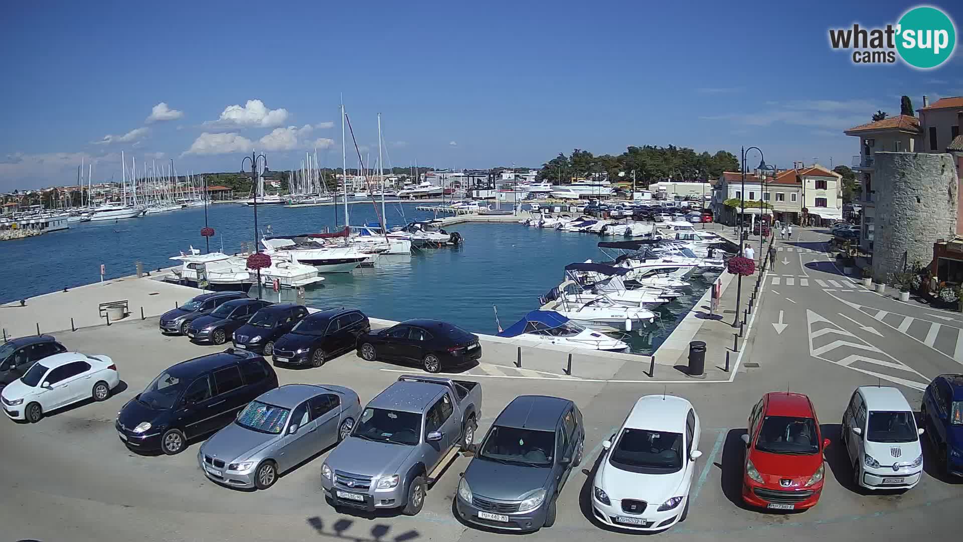 Novigrad | Porporela marina