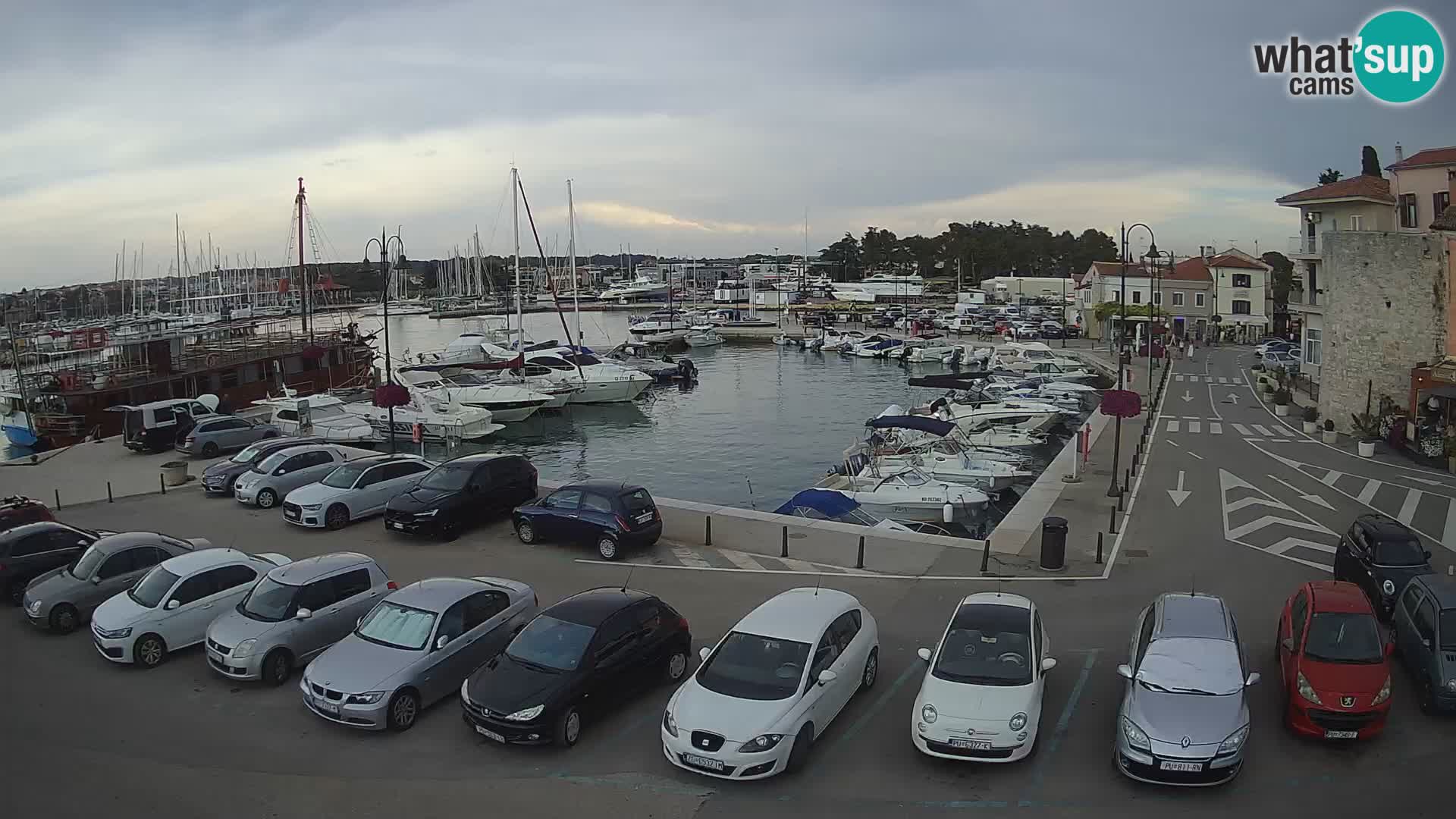 Novigrad | Porporela marina