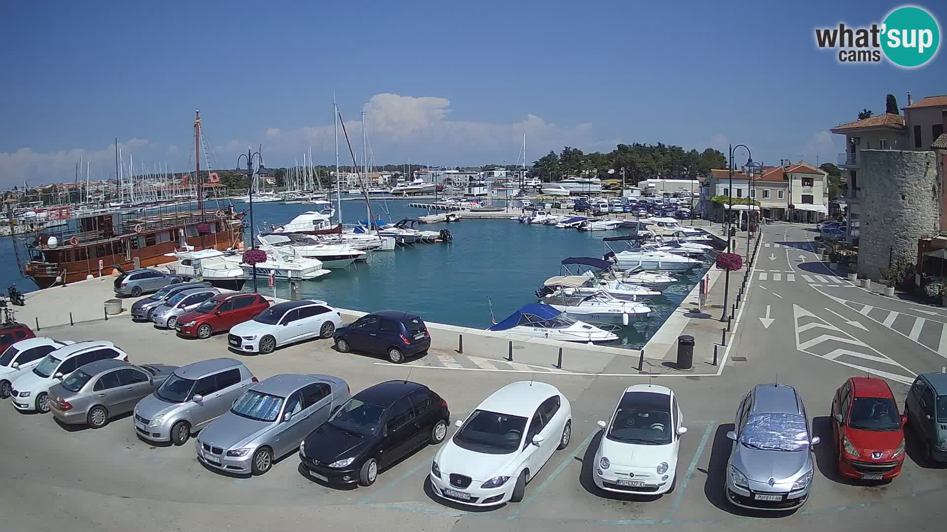 Novigrad | Porporela marina