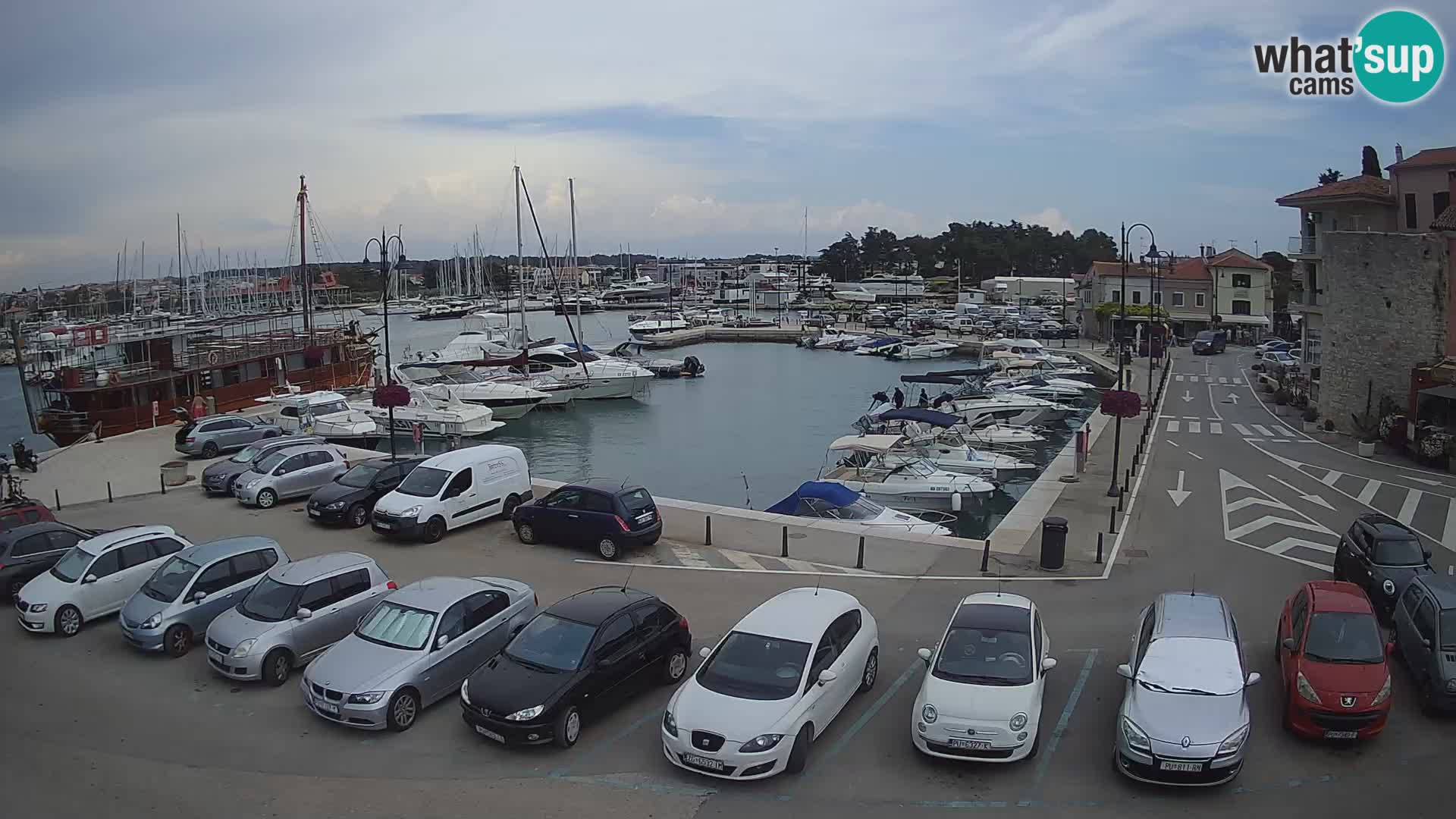 Novigrad | Porporela marina