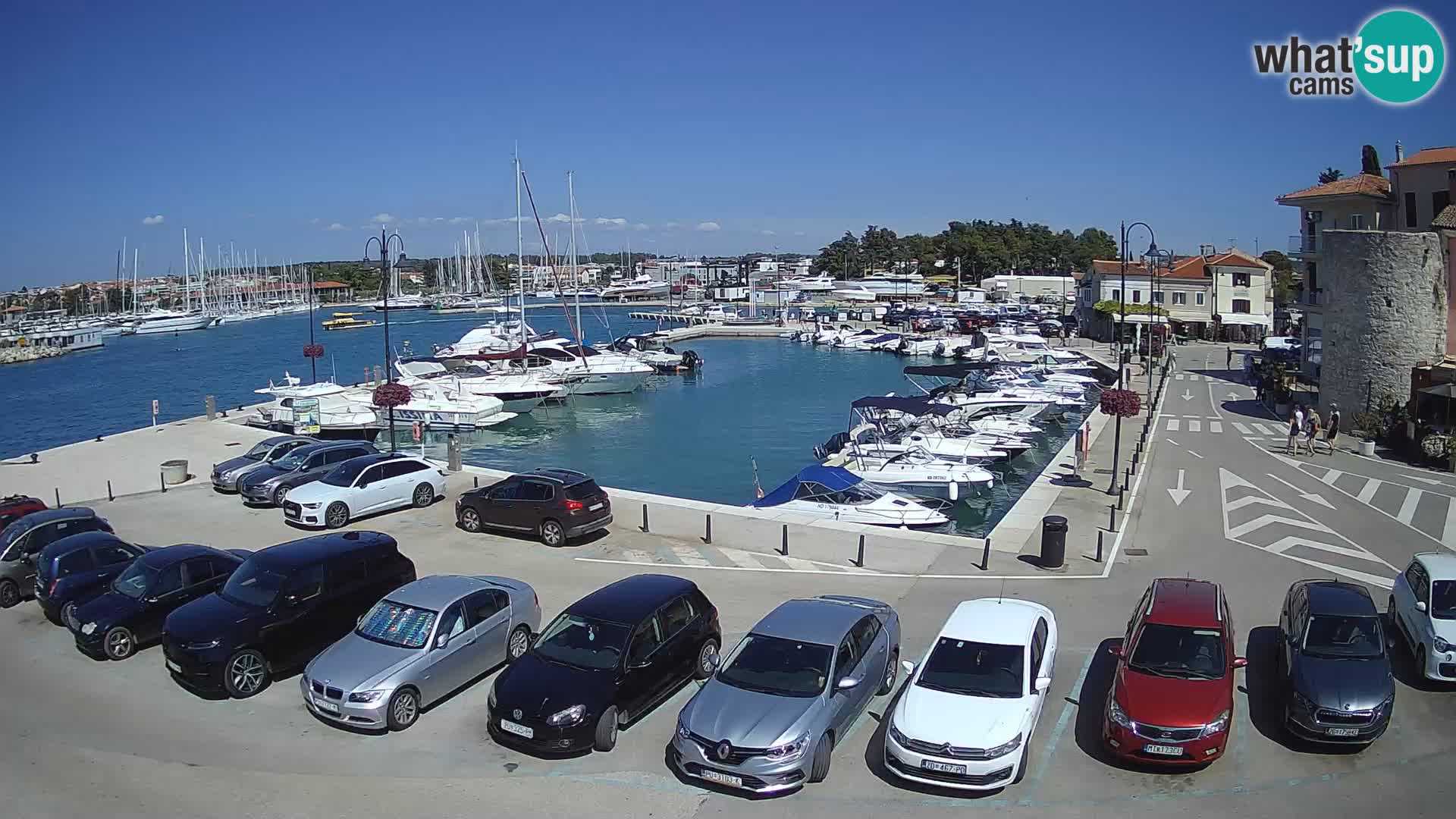 Novigrad | Porporela marina