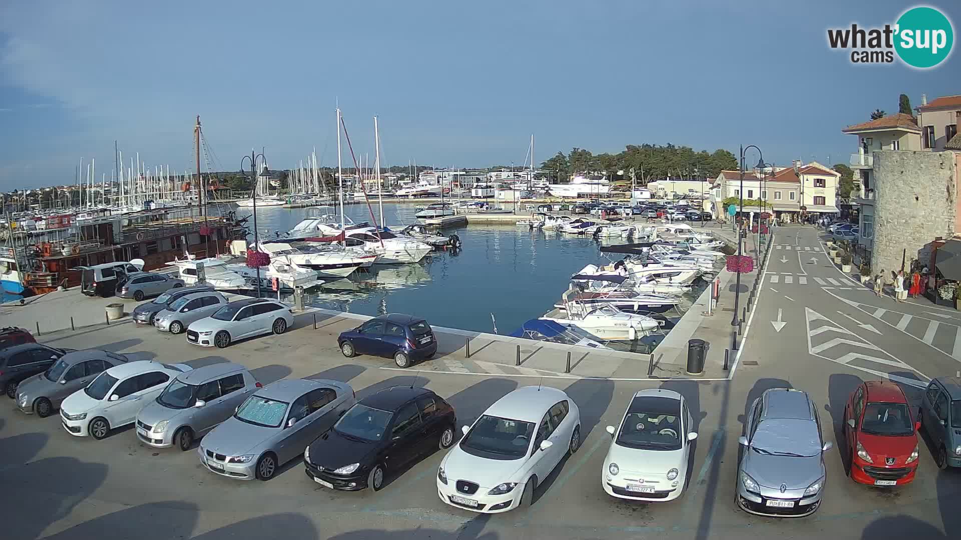Novigrad | Porporela marina