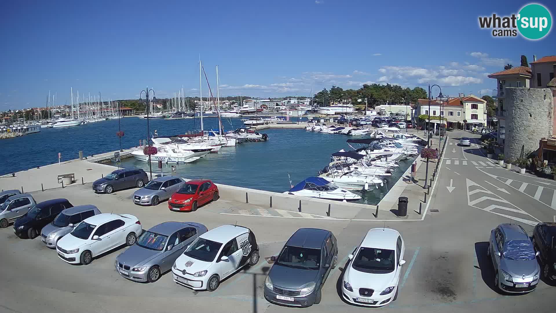 Novigrad | Porporela marina