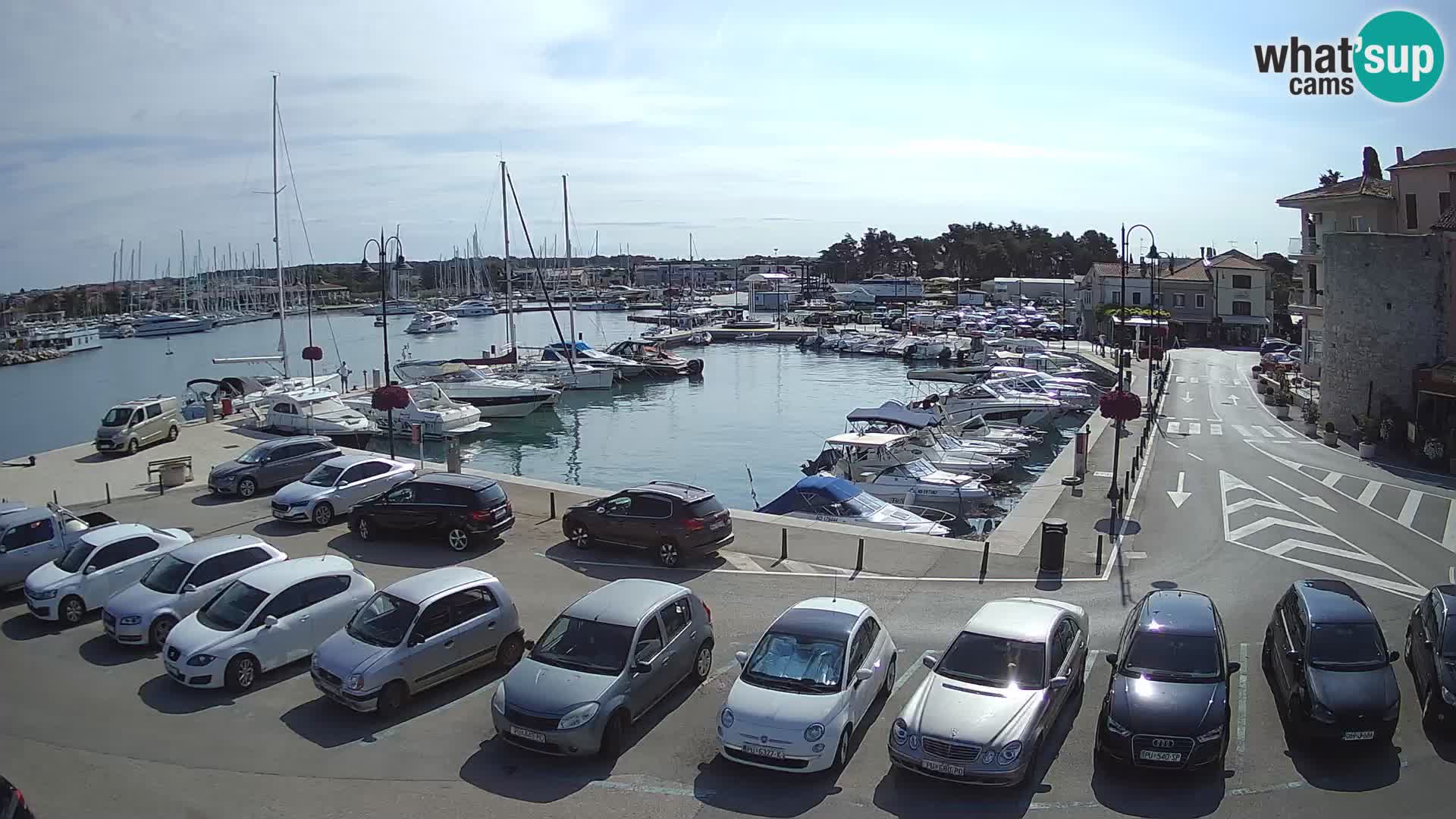 Novigrad | Porporela marina