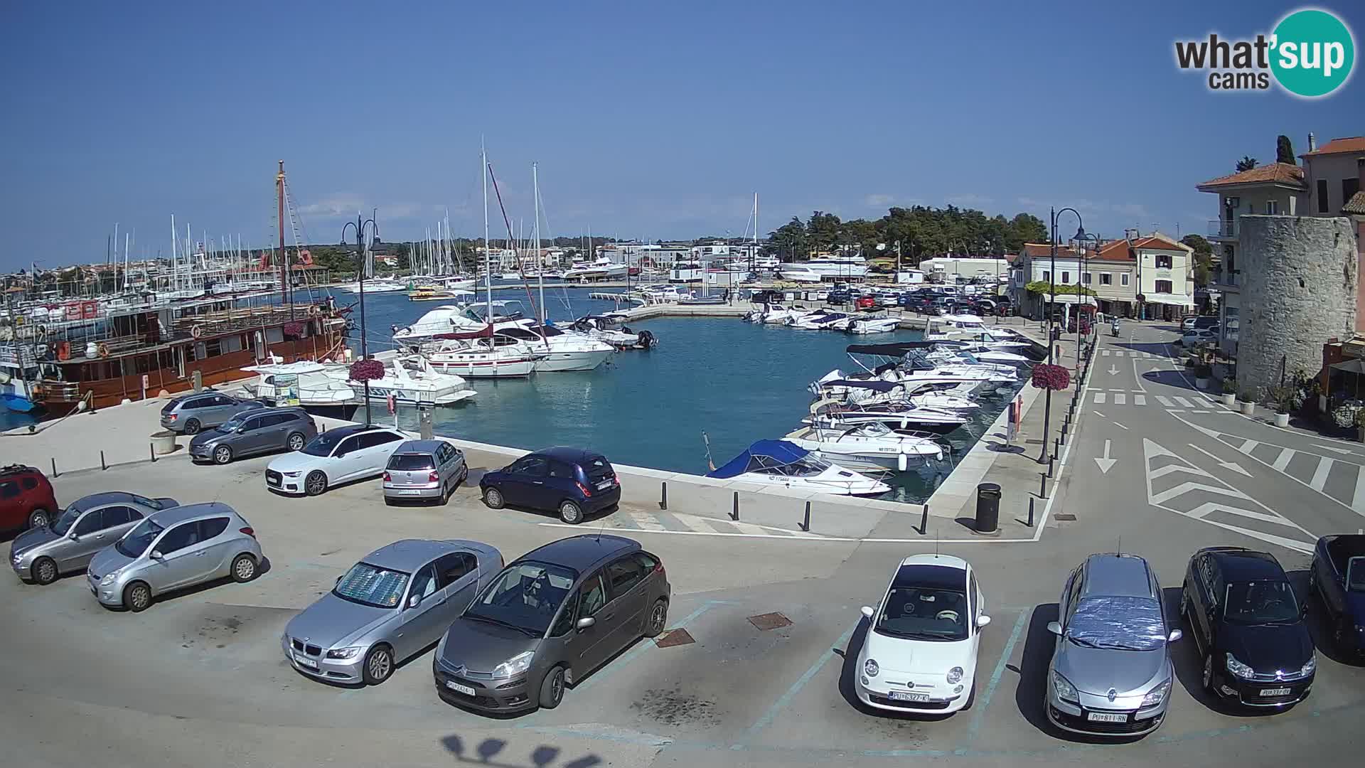 Novigrad | Porporela marina