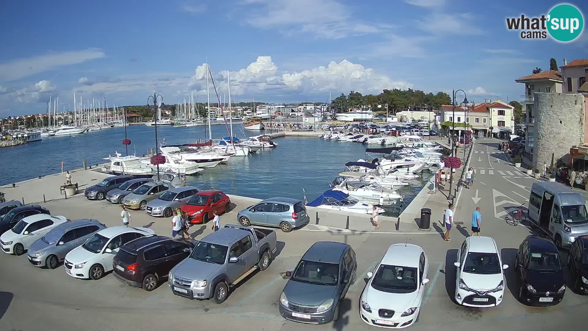 Novigrad | Porporela marina
