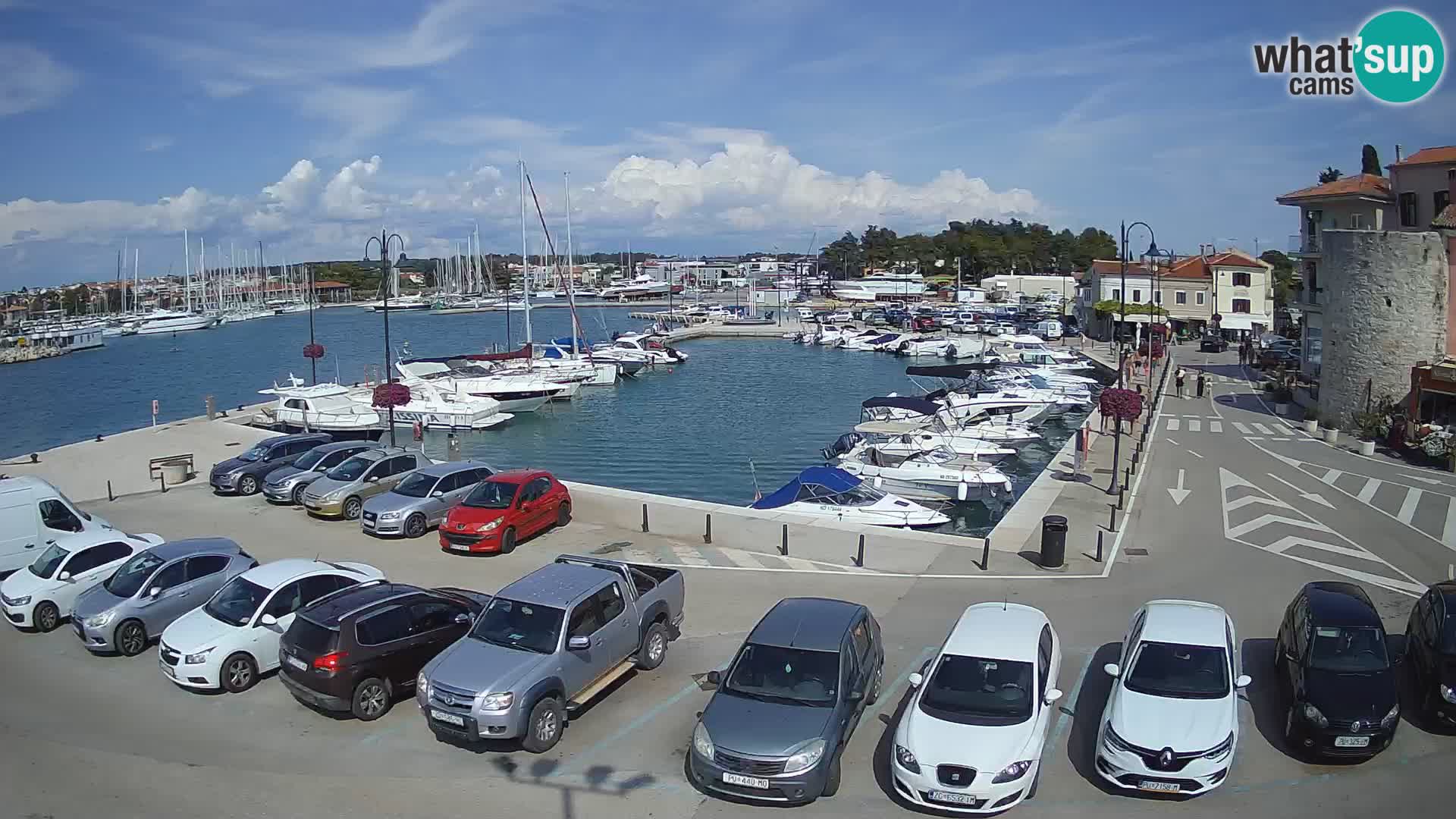 Novigrad | Porporela marina