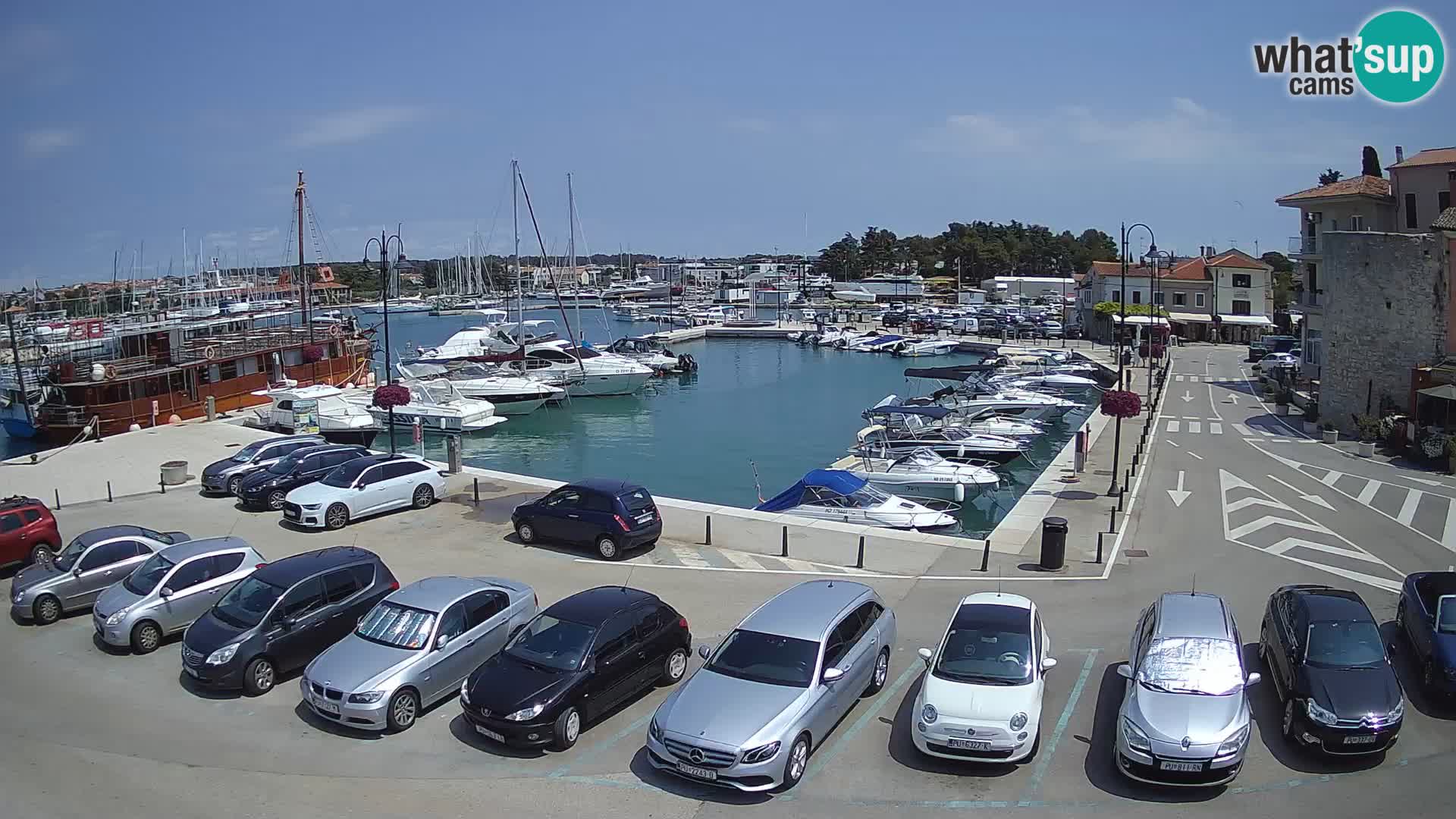 Novigrad | Porporela marina
