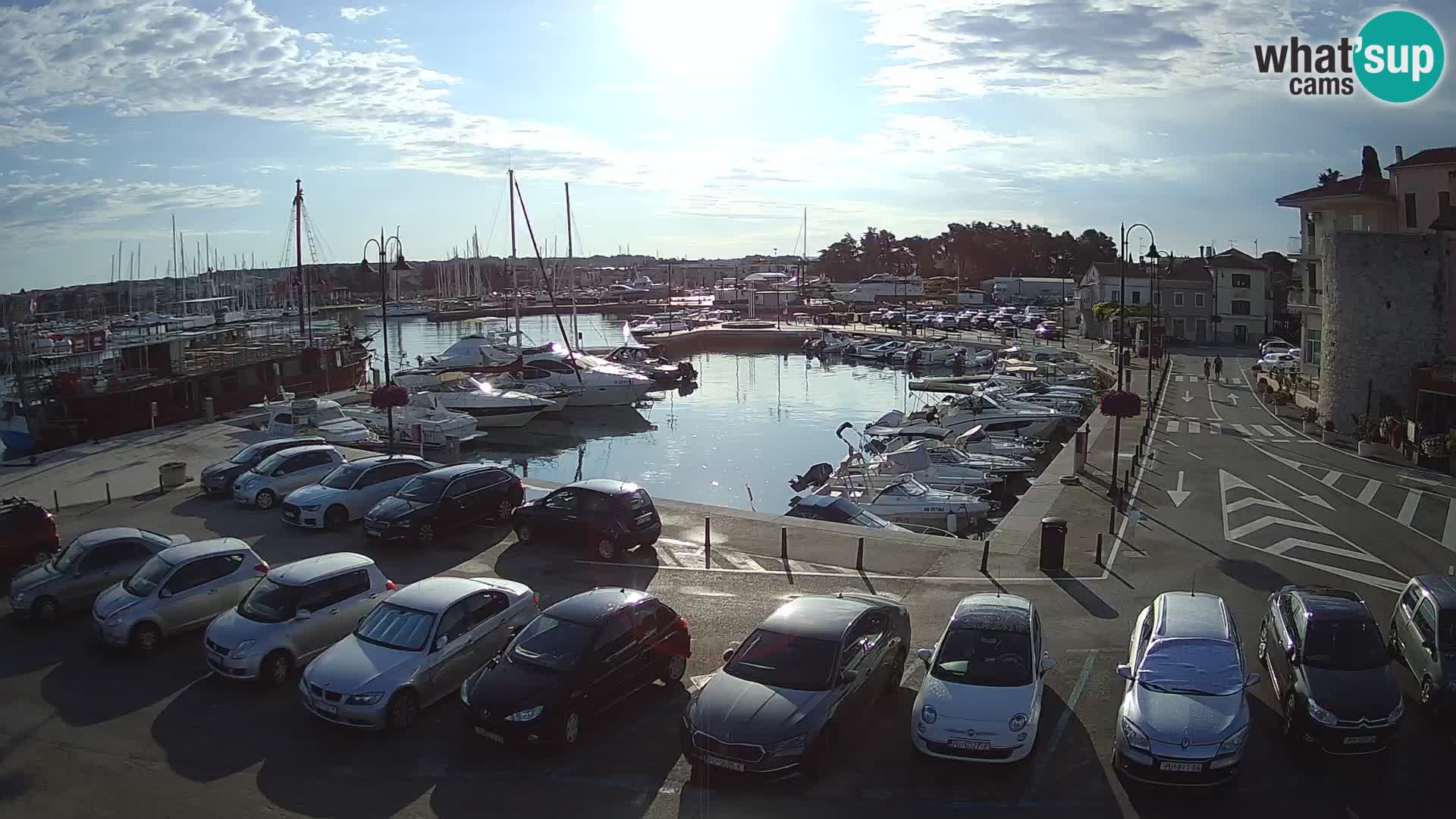 Novigrad | Porporela marina