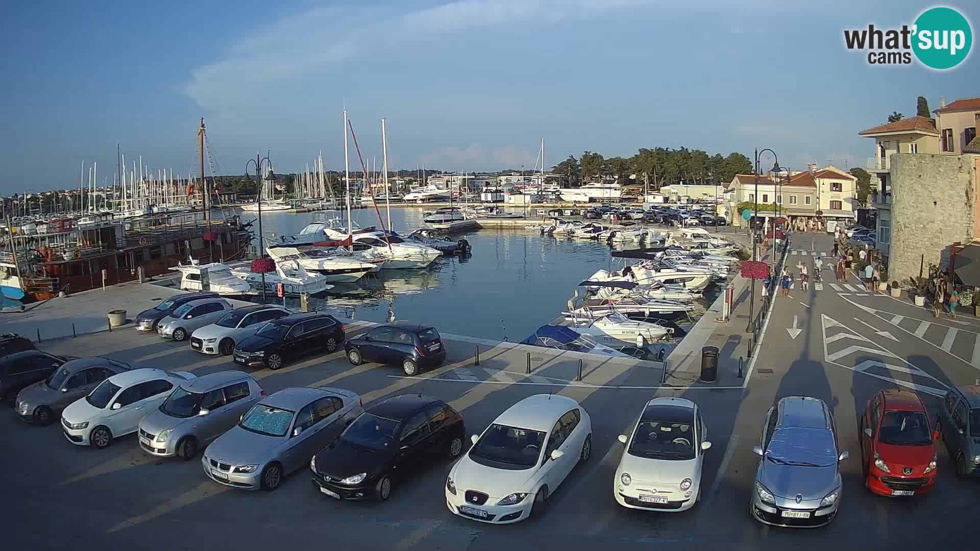 Novigrad | Porporela marina