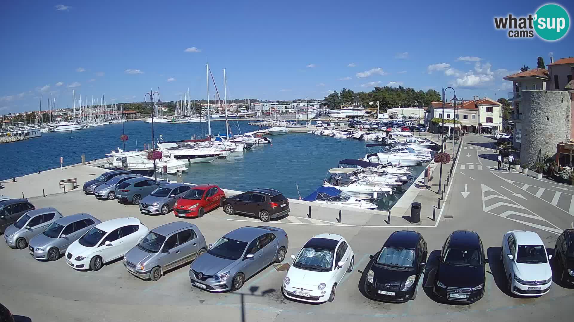 Novigrad | Porporela marina