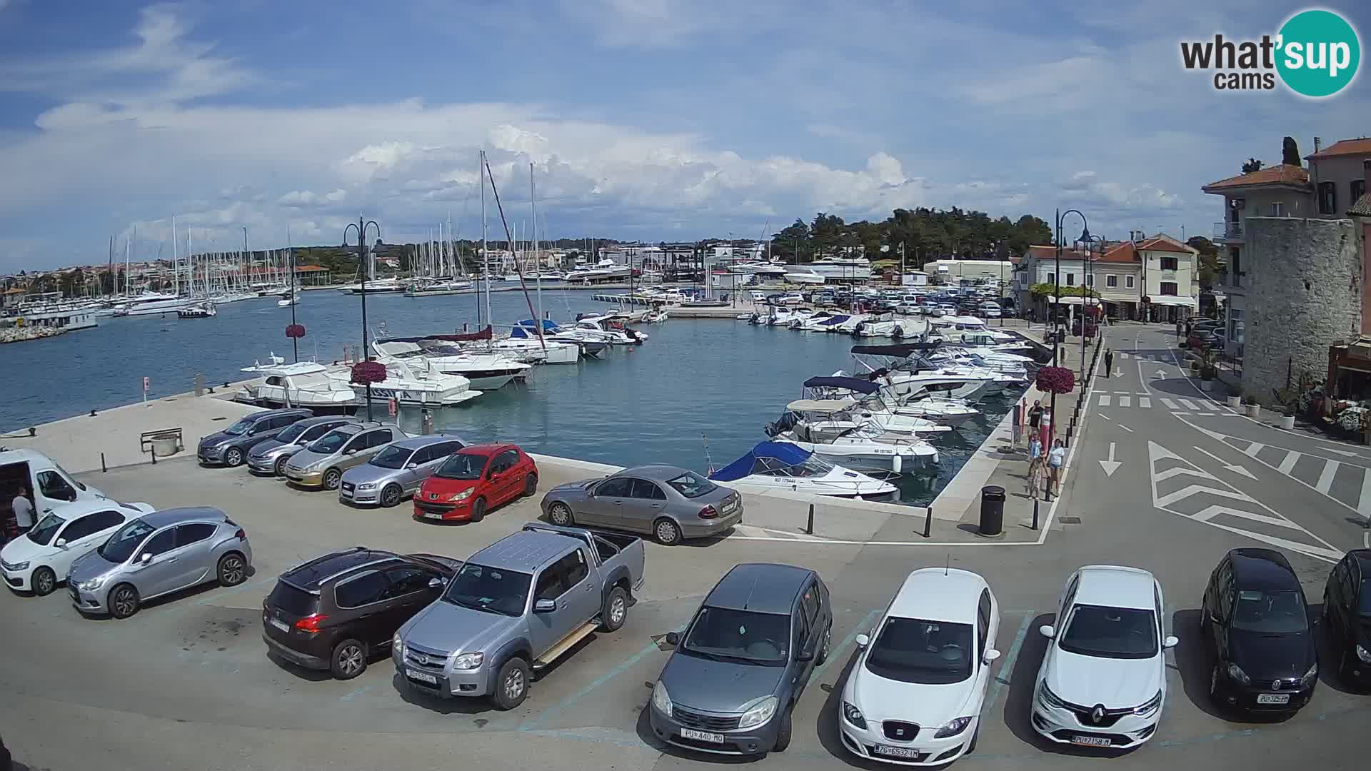 Novigrad | Porporela marina