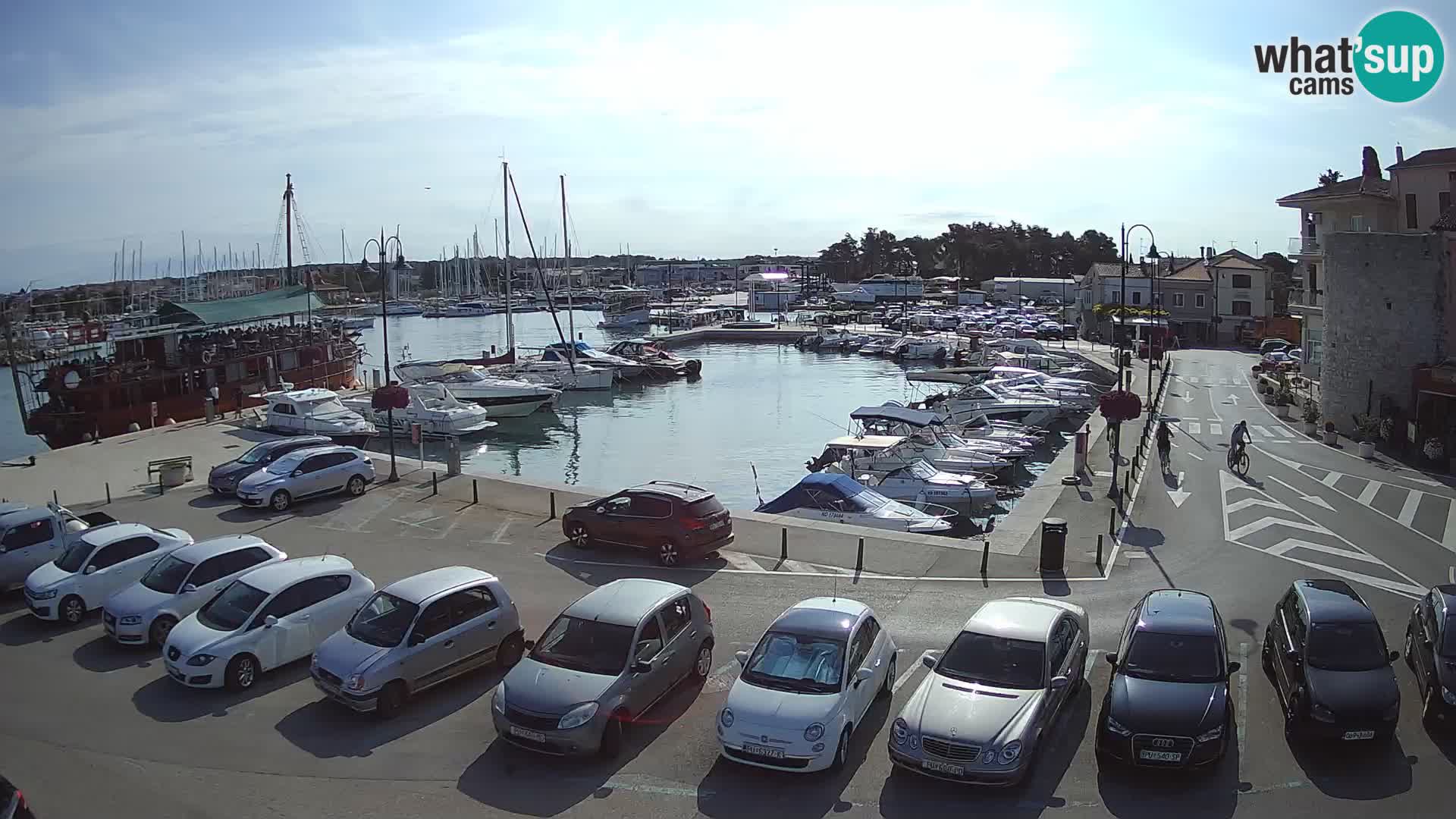 Novigrad | Porporela marina