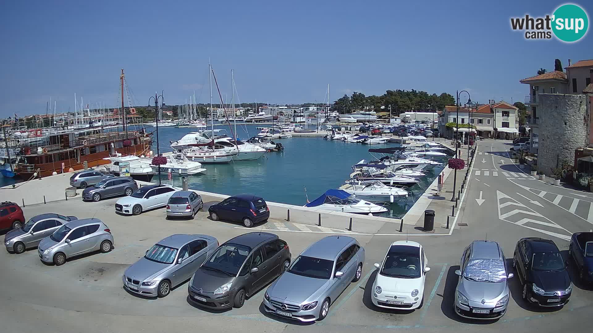 Novigrad | Porporela marina