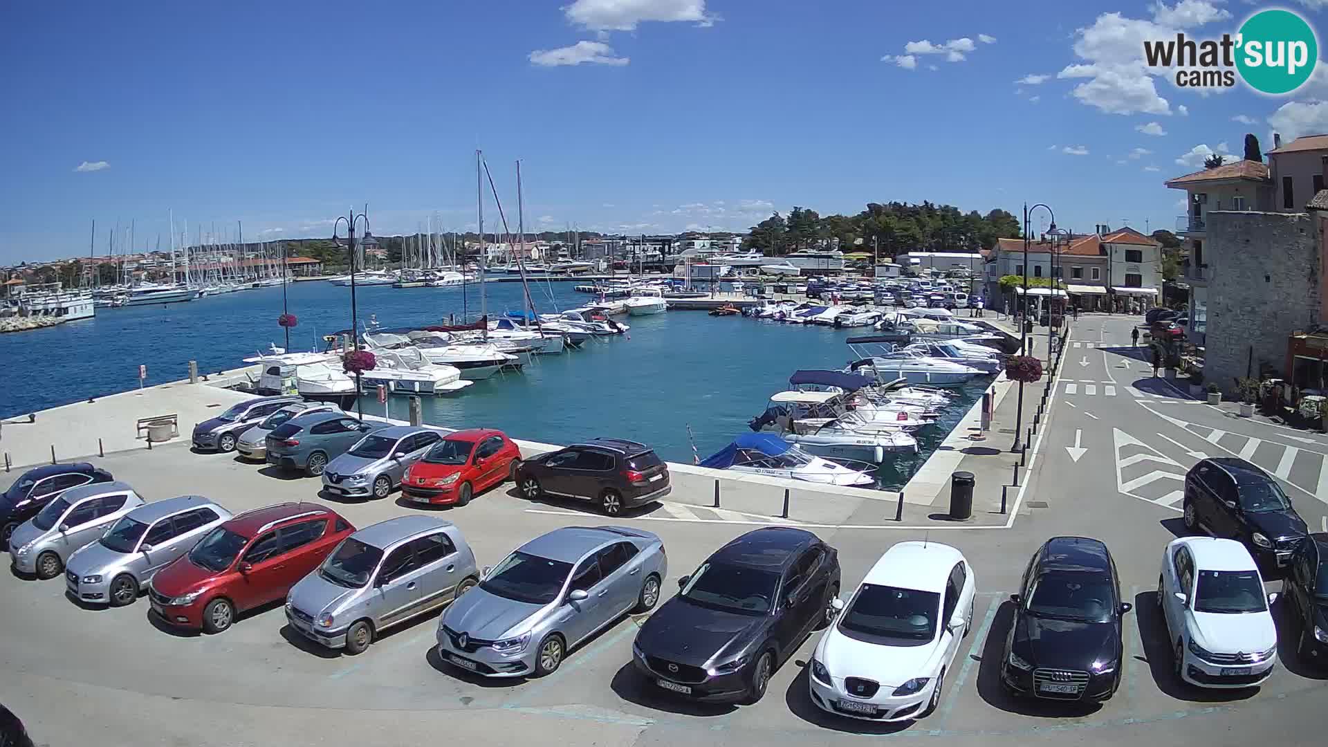 Novigrad | Porporela marina