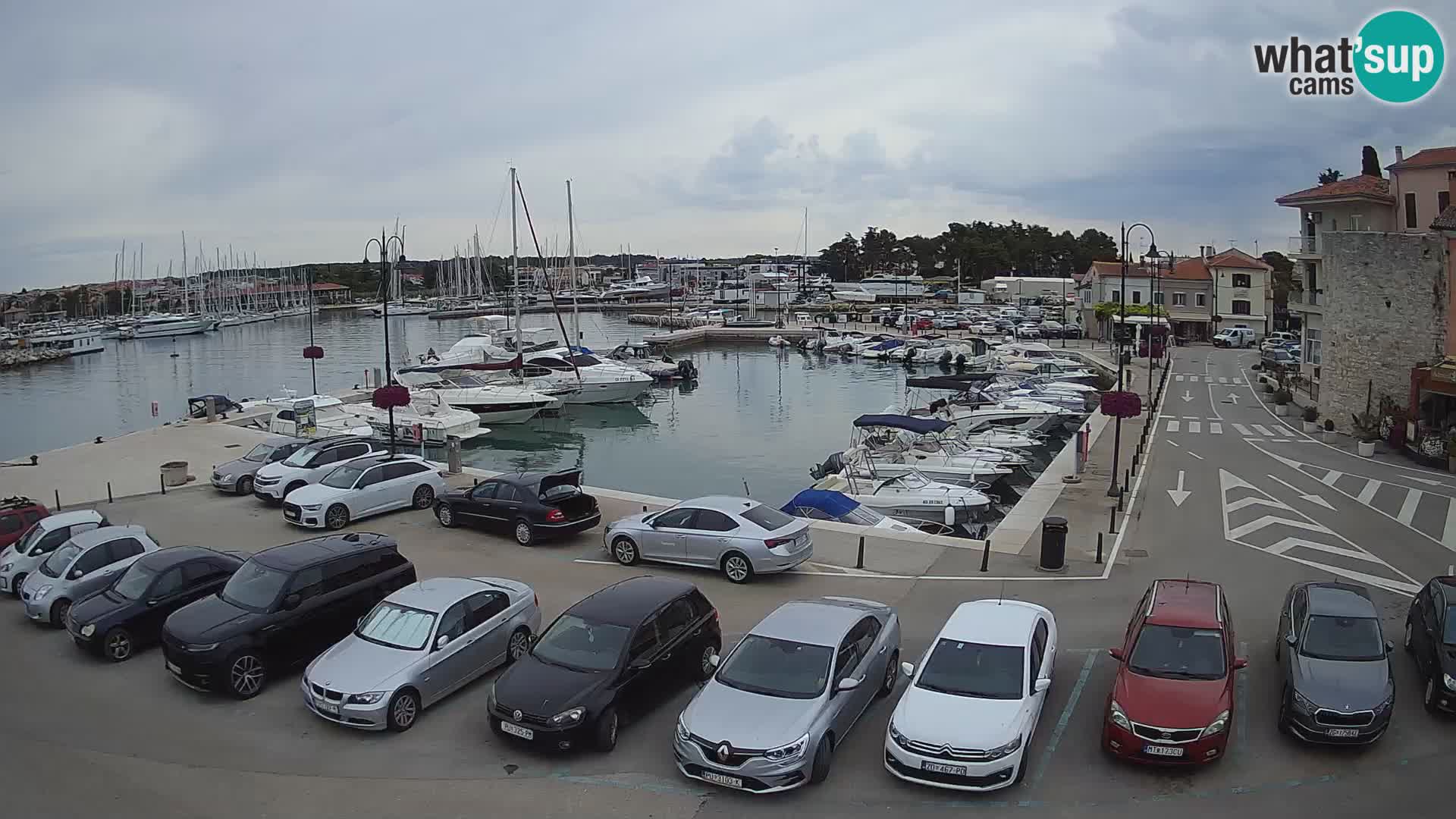 Novigrad | Porporela marina