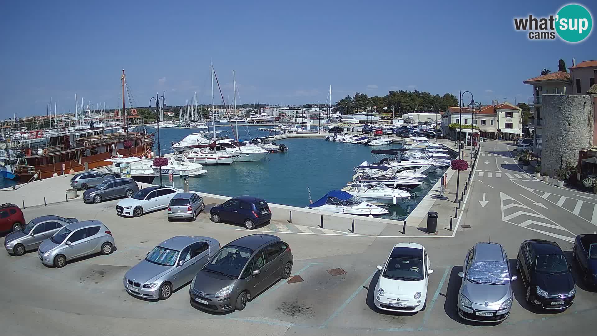Novigrad | Porporela marina