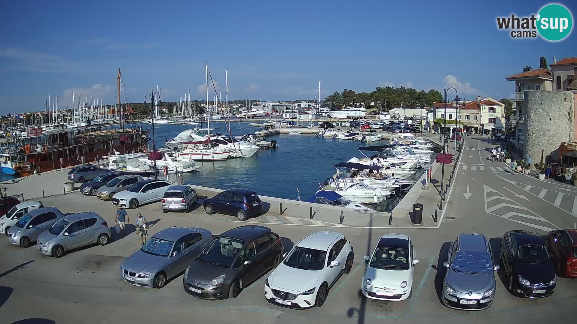 Novigrad | Porporela marina