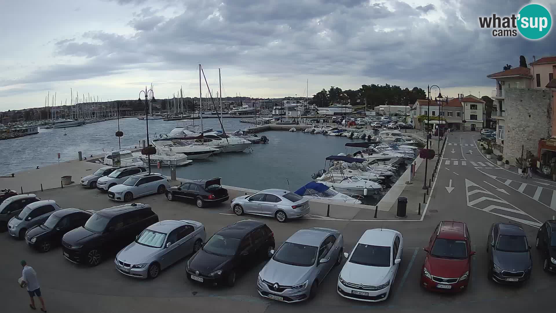 Novigrad | Porporela marina
