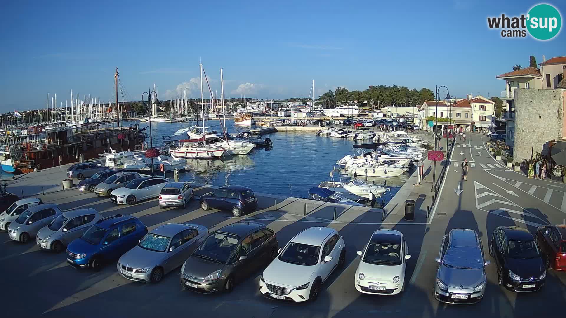 Novigrad | Porporela marina