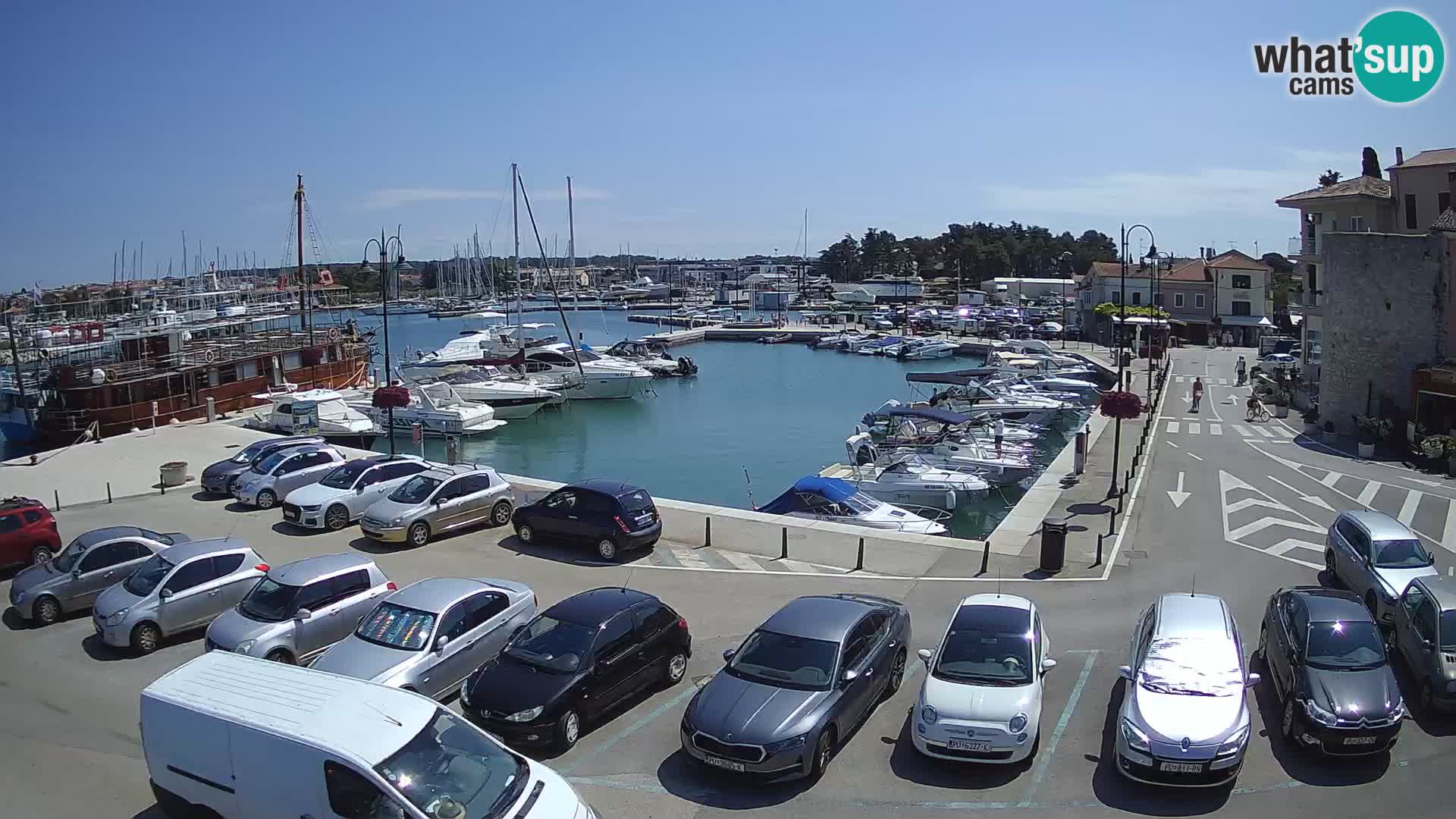 Novigrad | Porporela marina