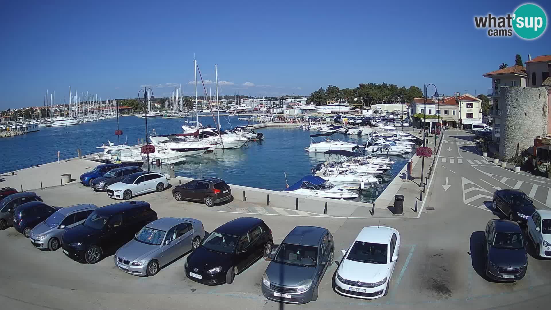Novigrad | Porporela marina