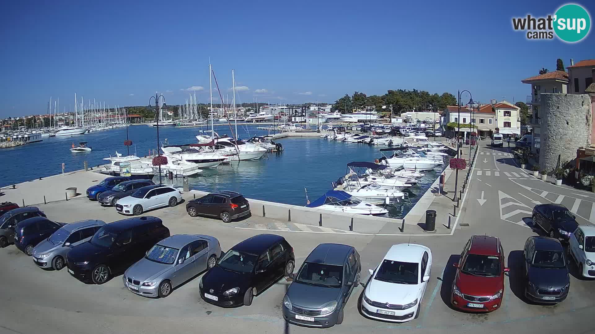 Novigrad | Porporela marina