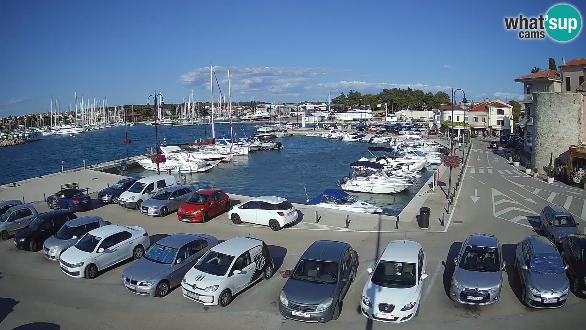 Novigrad | Porporela marina