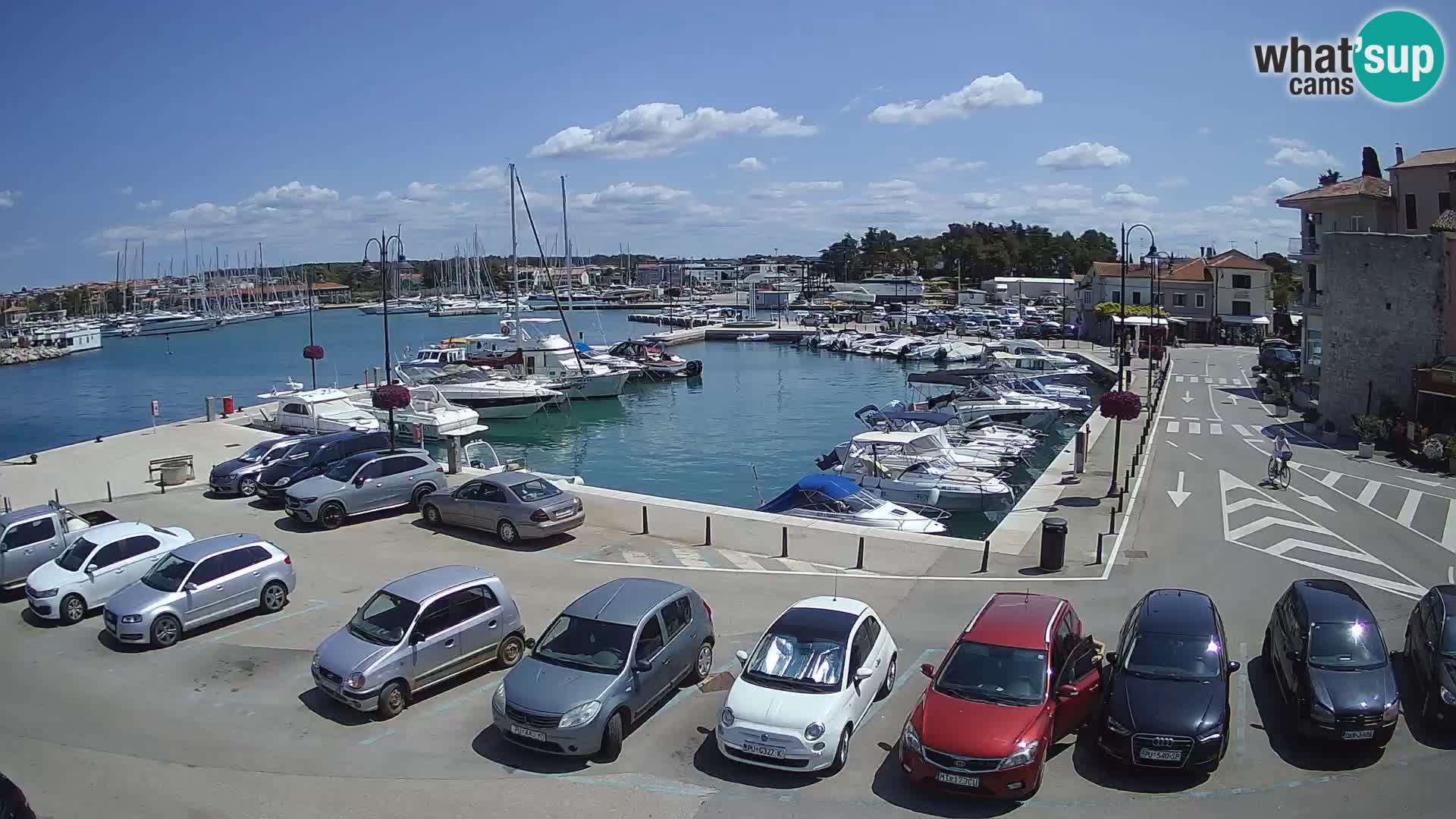 Novigrad | Porporela marina
