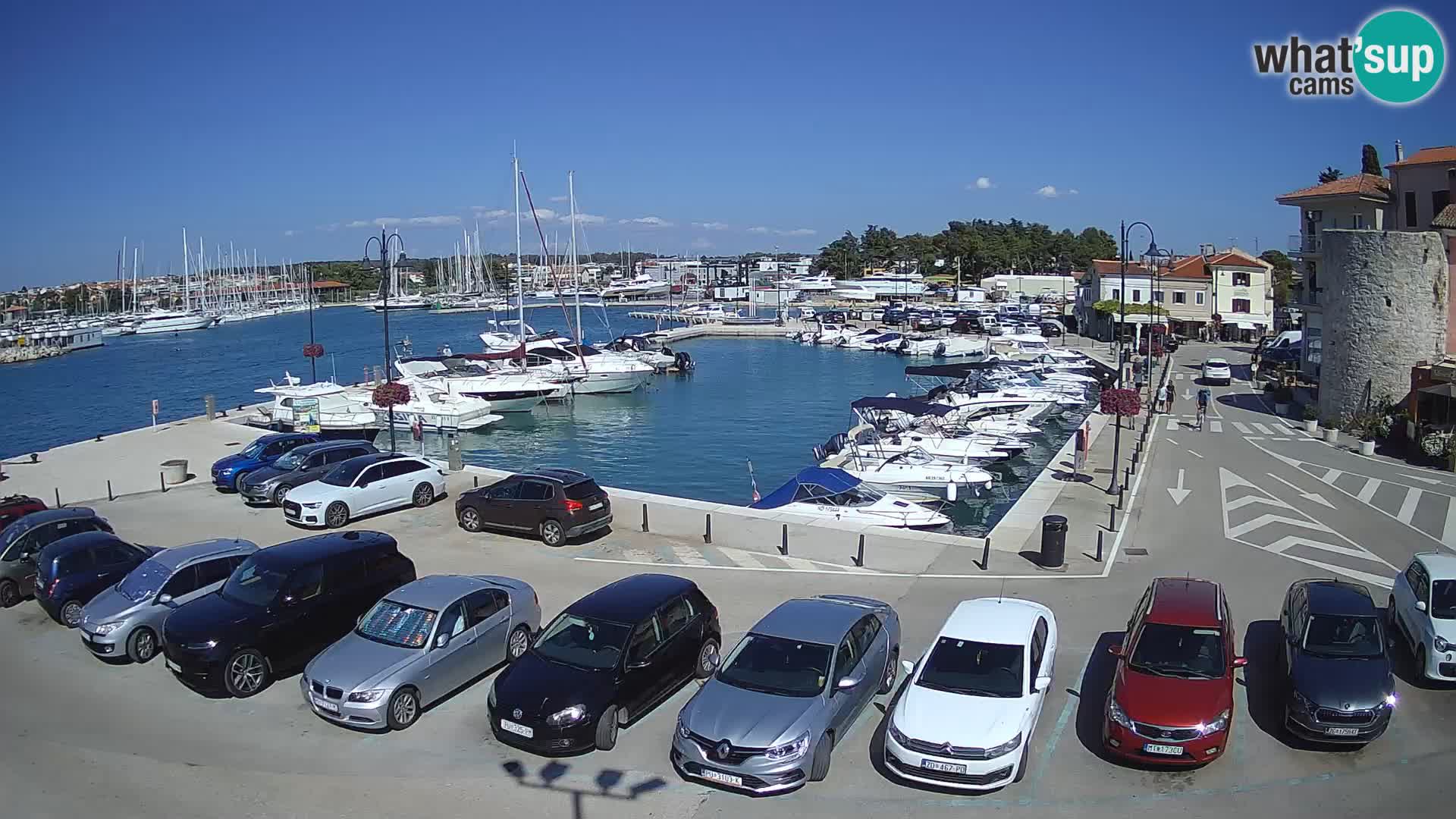 Novigrad | Porporela marina
