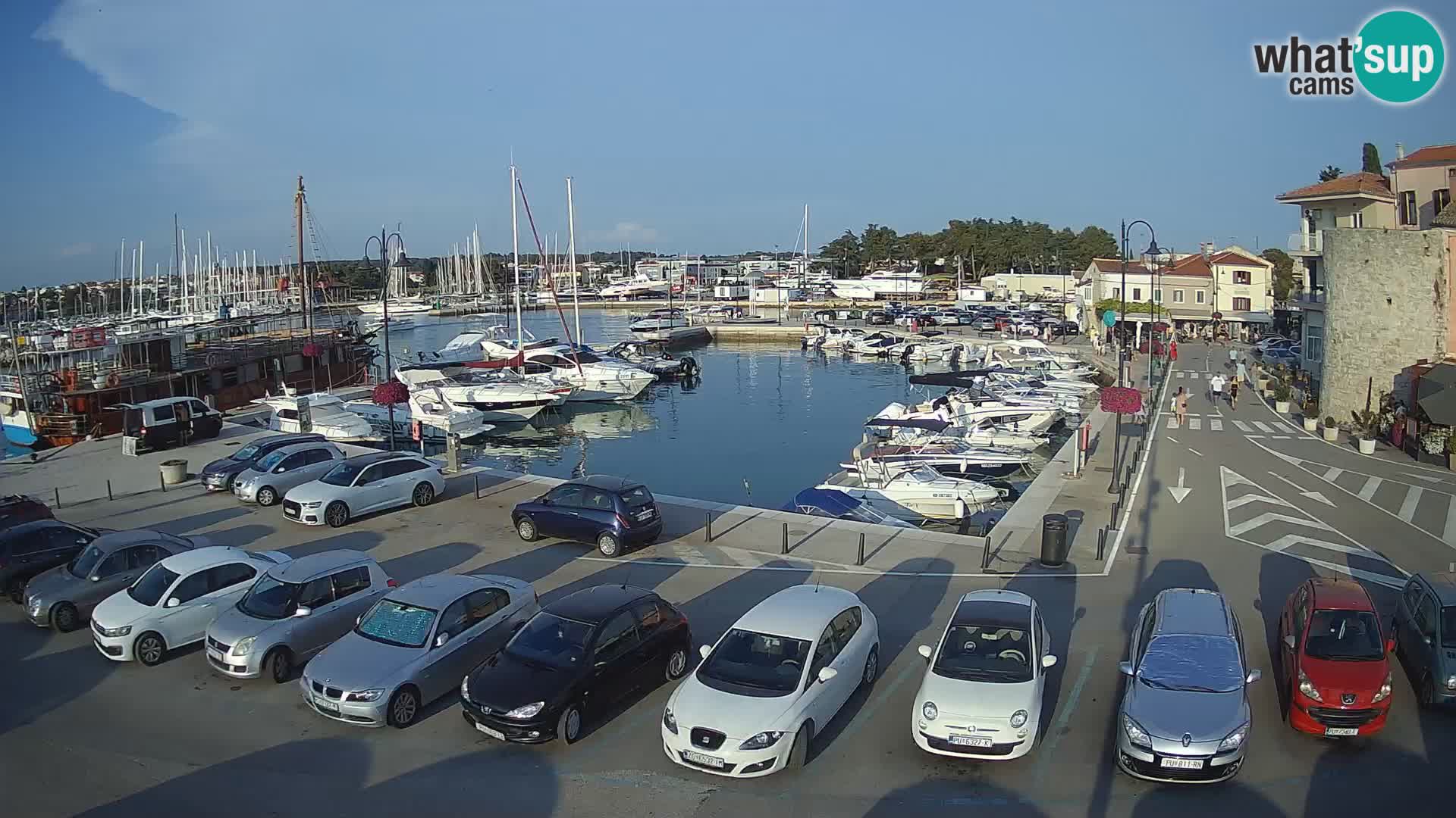 Novigrad | Porporela marina