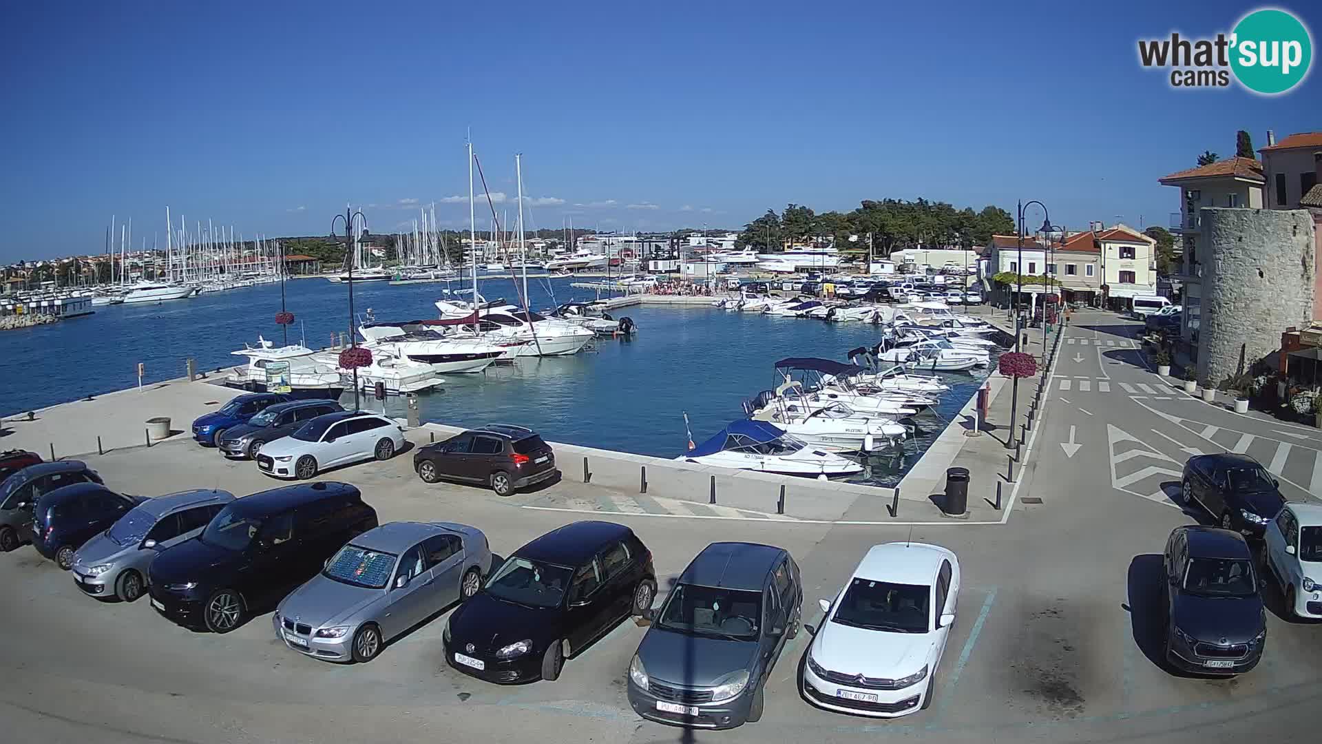 Novigrad | Porporela marina