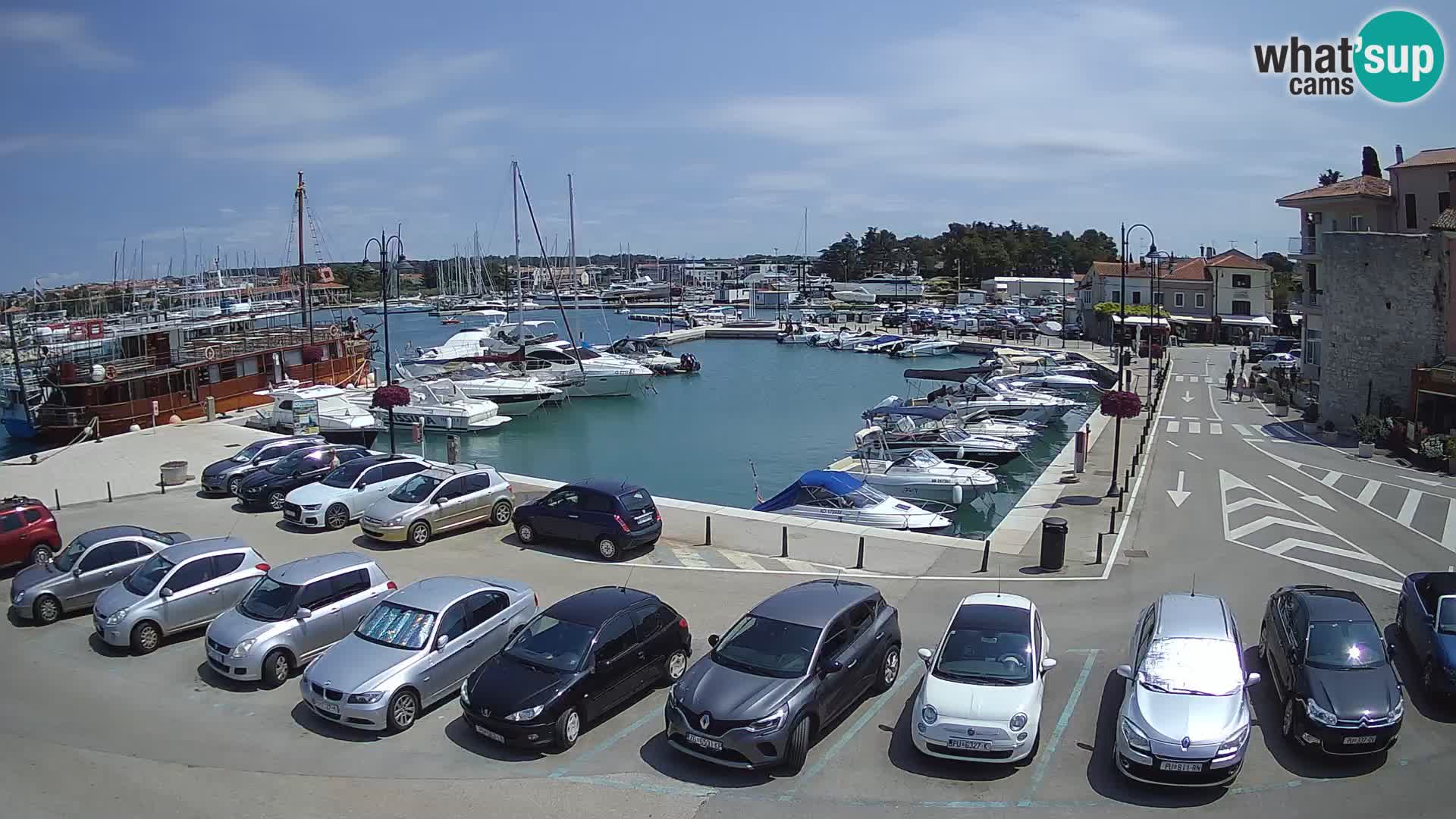 Novigrad | Porporela marina