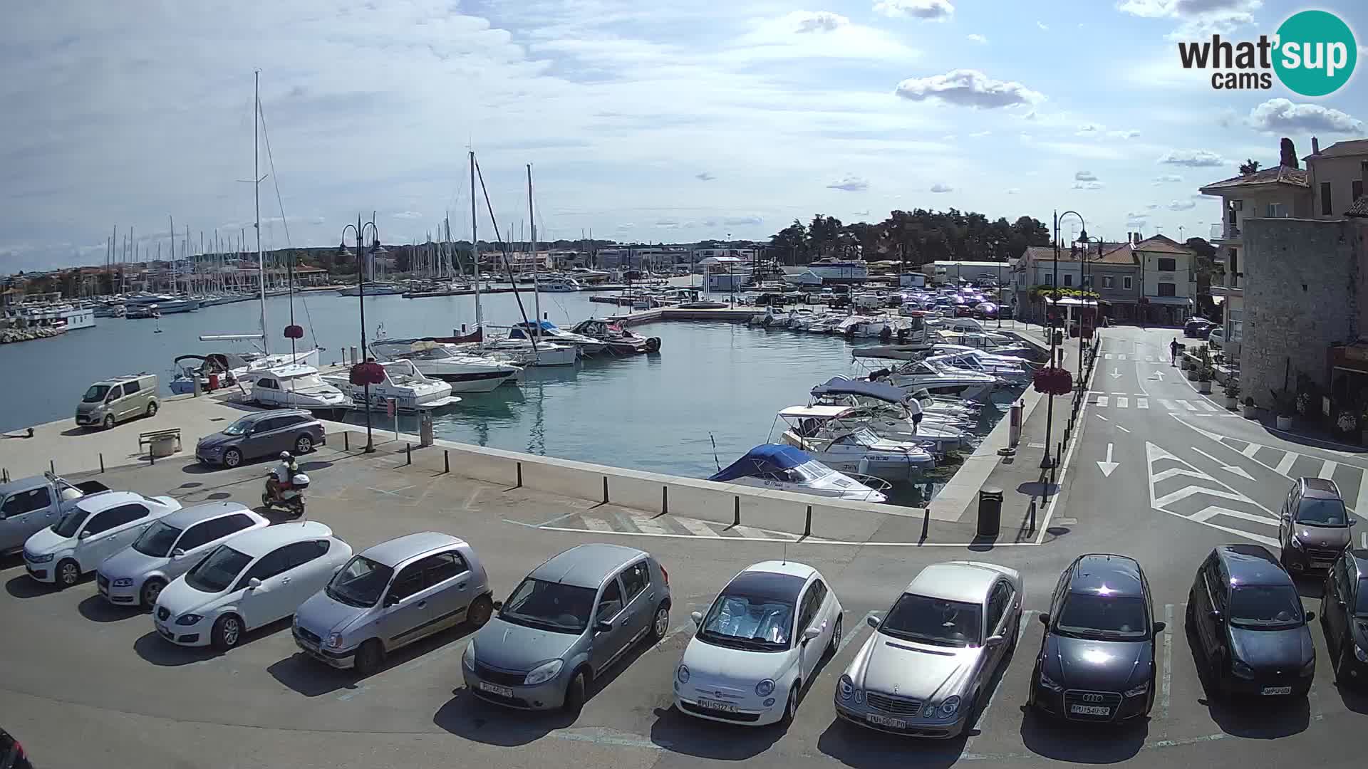 Novigrad | Porporela marina